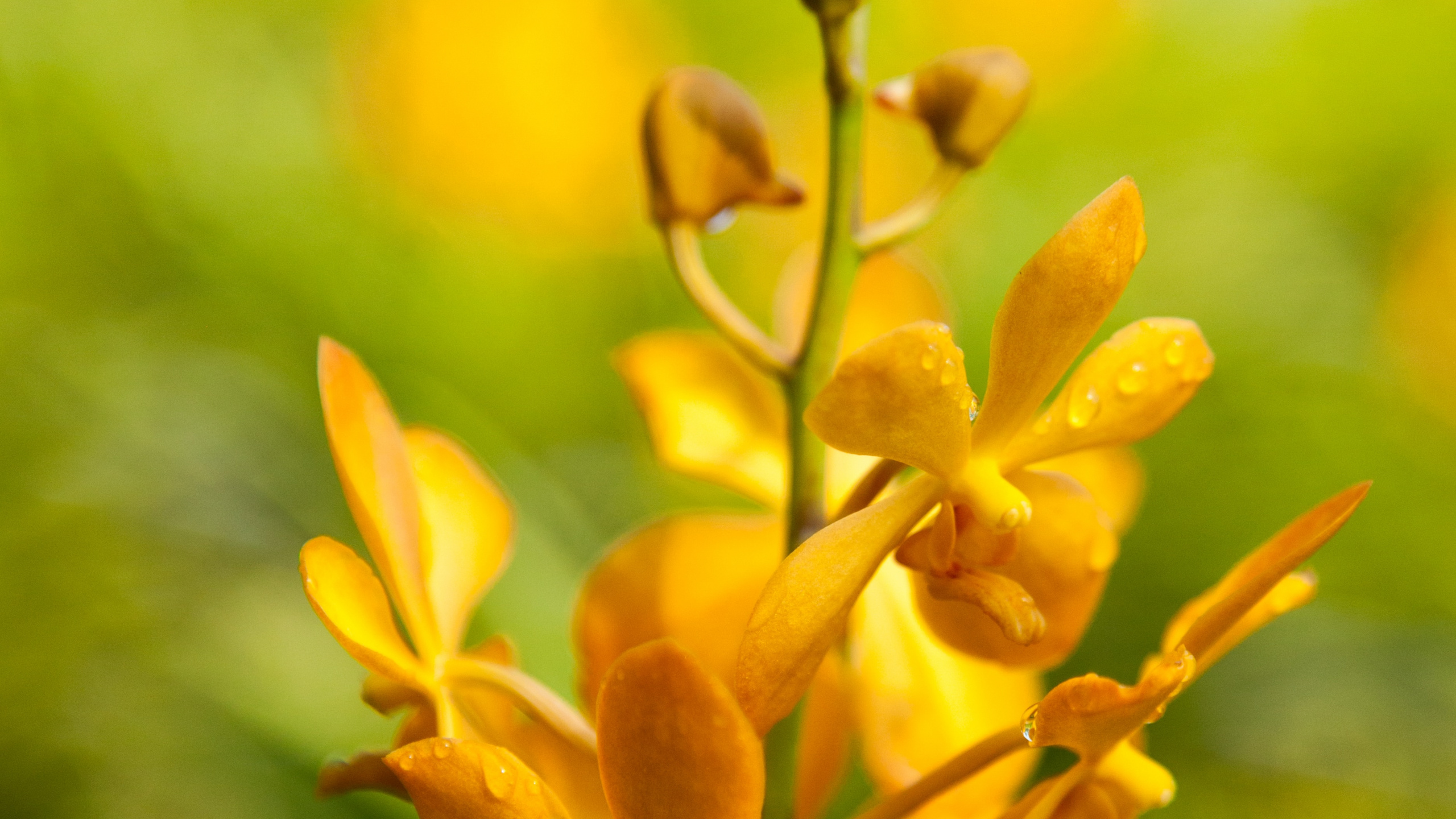 Обои рассада, цветок, цветковое растение, желтый, растение в разрешении 2560x1440