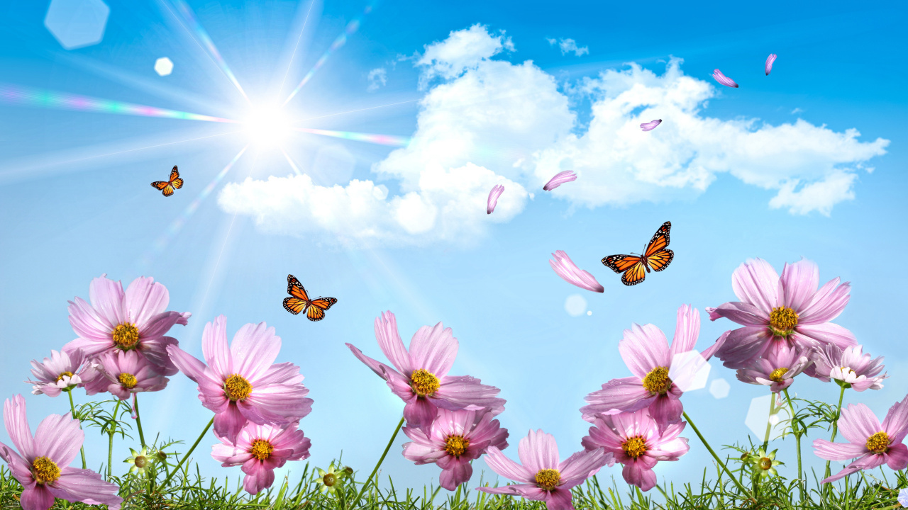 Обои бабочка, цветок, природа, цветковое растение, весна в разрешении 1280x720