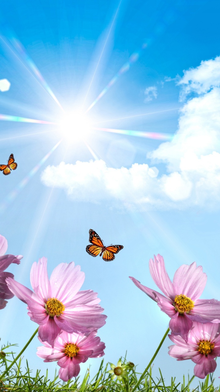 Обои бабочка, цветок, природа, цветковое растение, весна в разрешении 720x1280