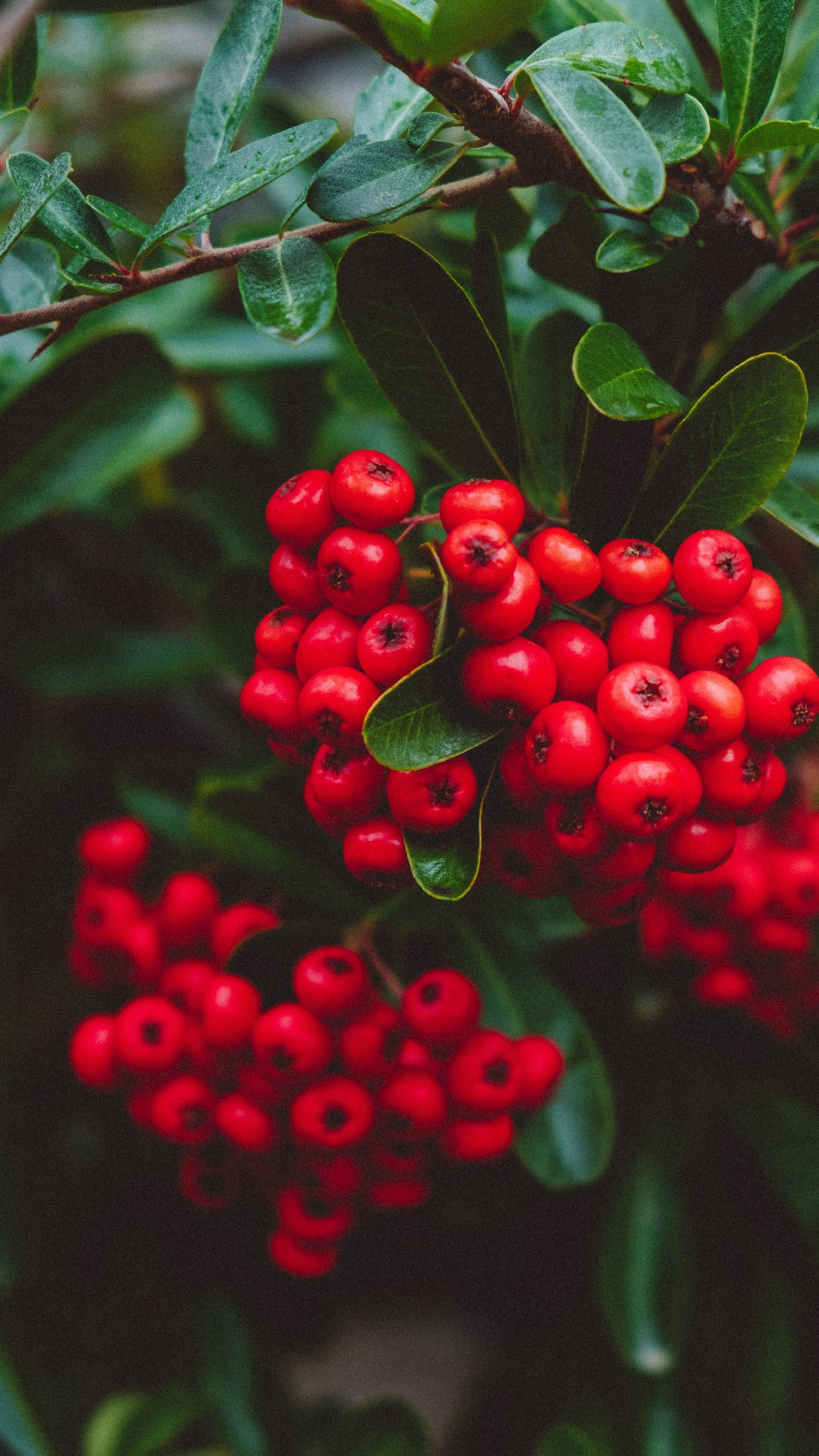 Обои растение, рябина, ягоды, брусника, Черника в разрешении 1080x1920