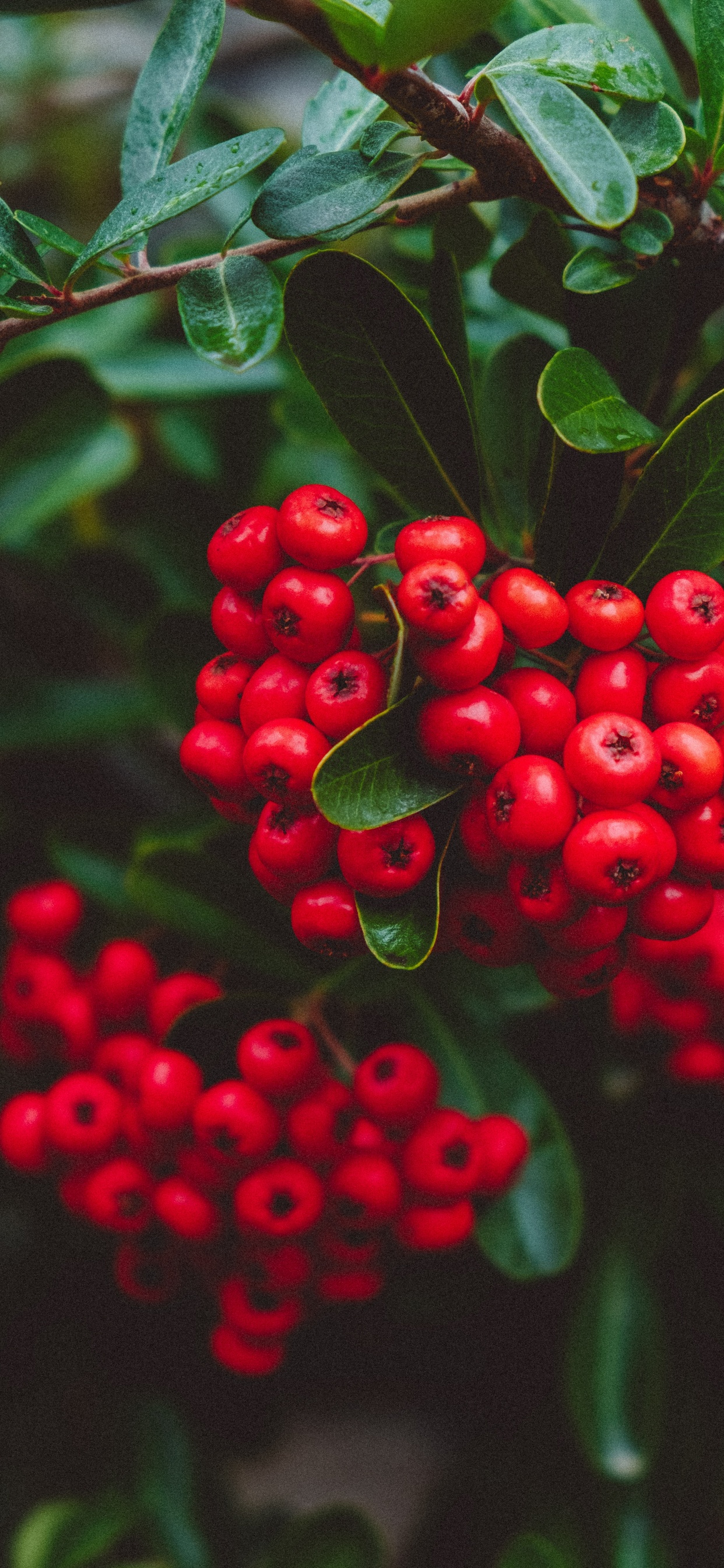 Обои растение, рябина, ягоды, брусника, Черника в разрешении 1242x2688