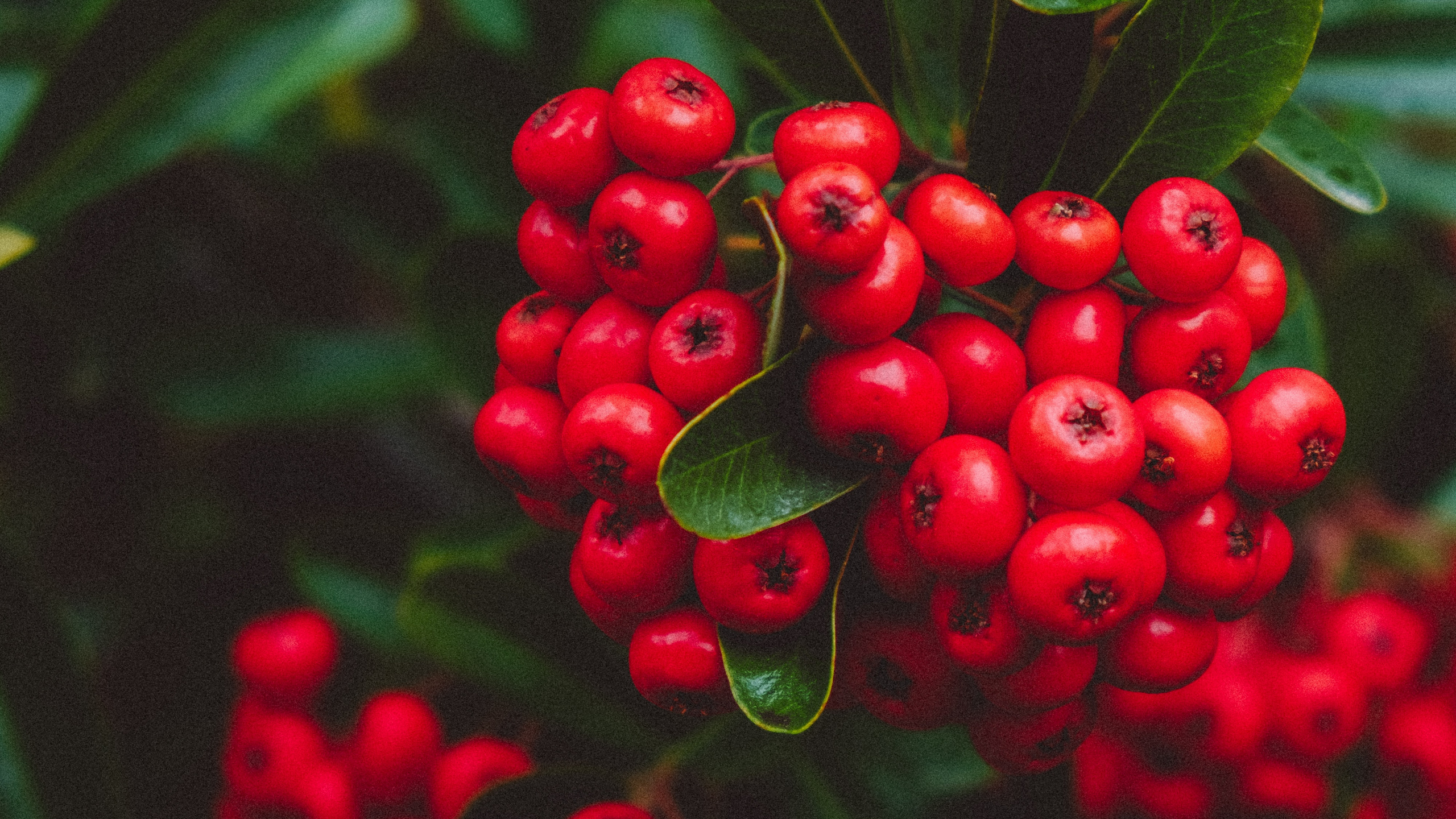 Обои растение, рябина, ягоды, брусника, Черника в разрешении 2560x1440