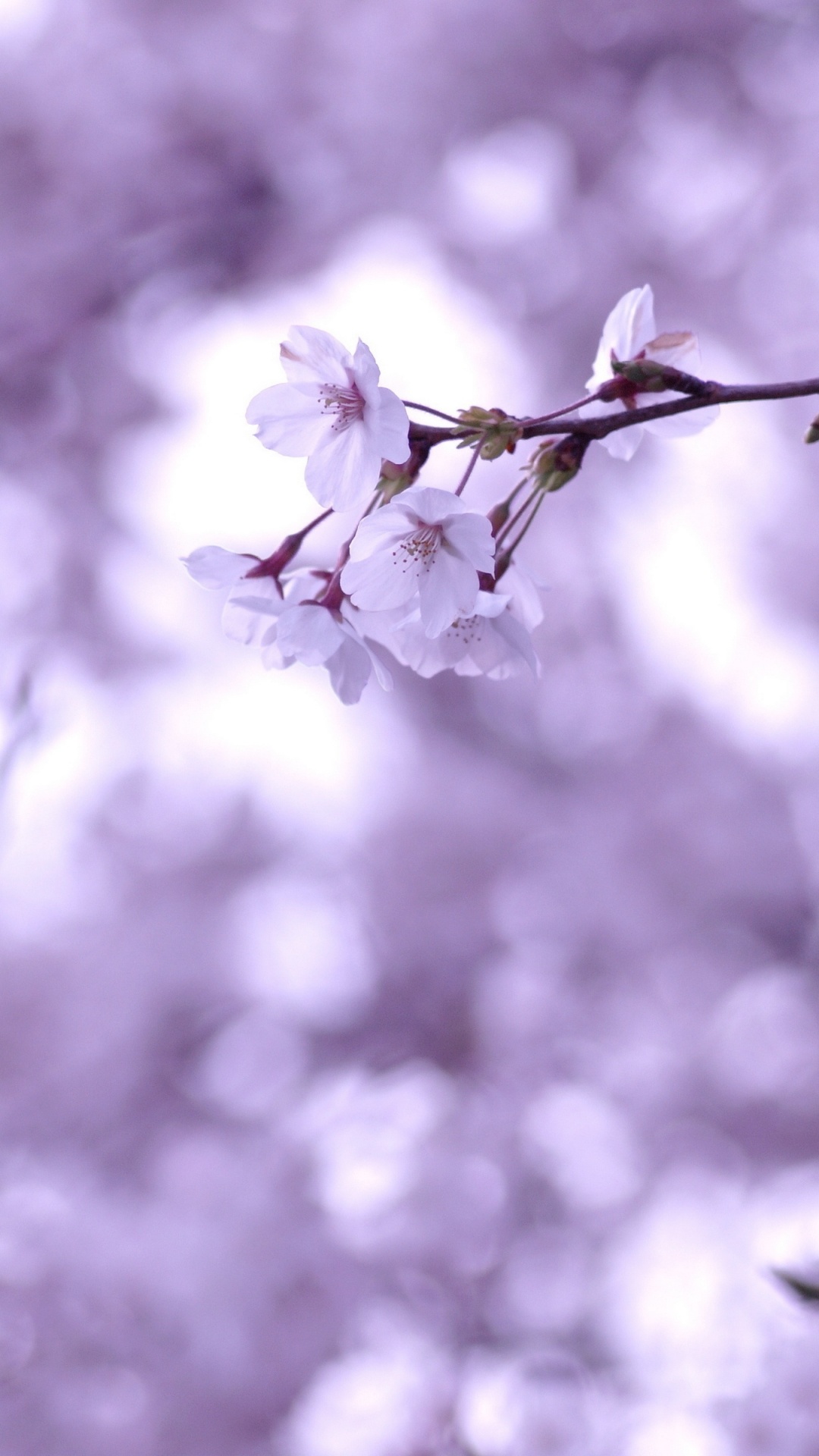 Обои ветвь, рассада, растение, сотовый телефон, вишня в разрешении 1080x1920