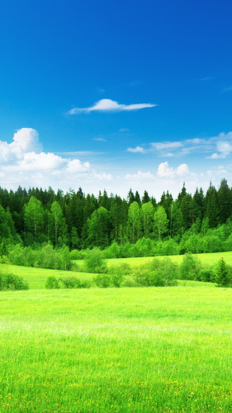 Обои зеленый, сенокосное угодье, природа, луг, выгон в разрешении 750x1334