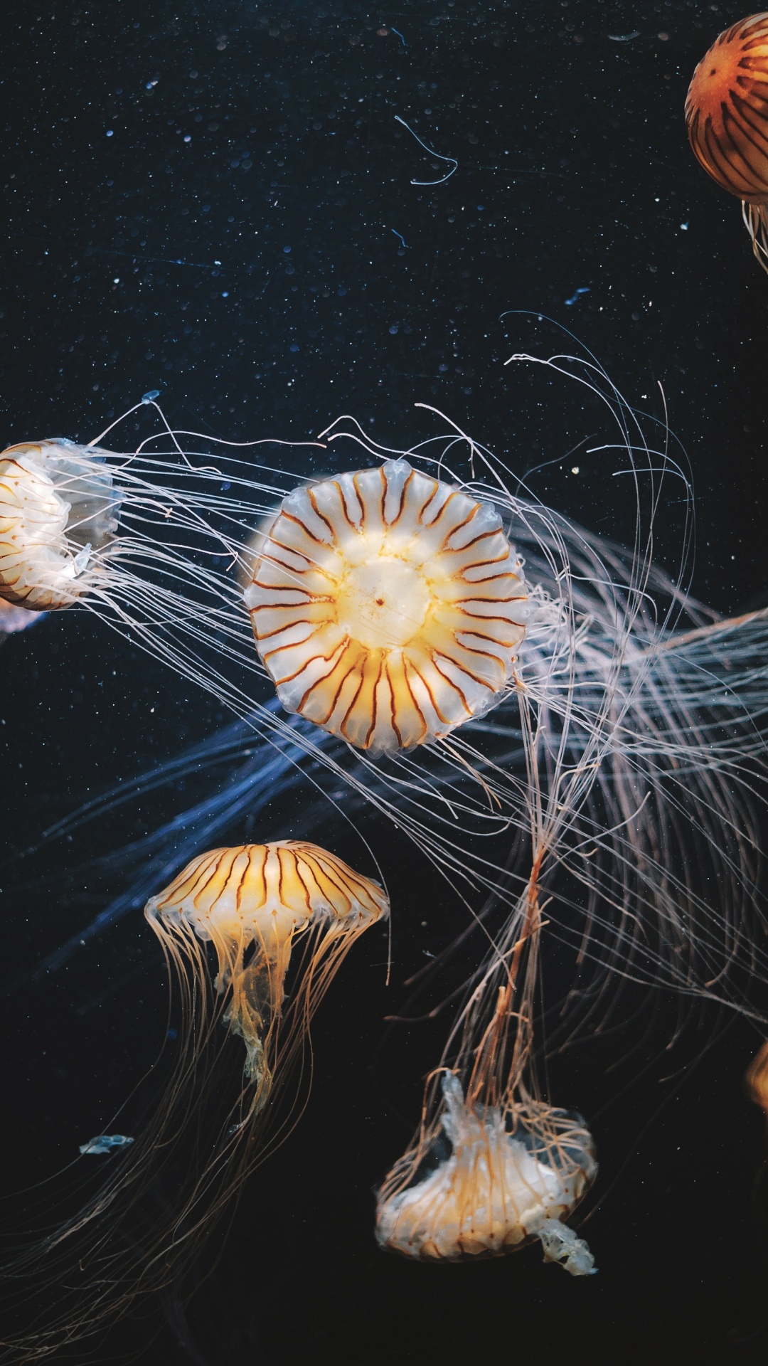 Обои Медуза, беспозвоночных, море, cnidaria, одуванчик в разрешении 1080x1920