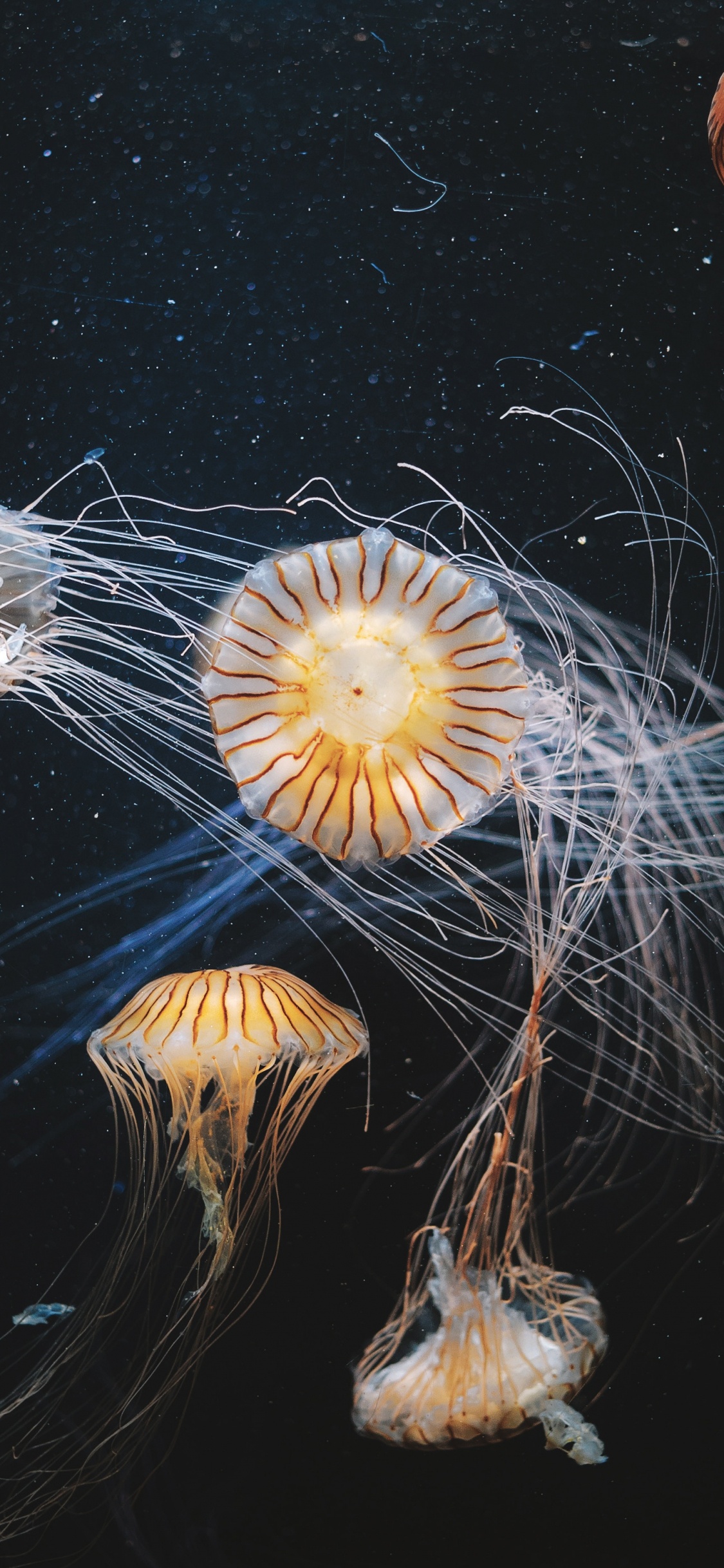 Обои Медуза, беспозвоночных, море, cnidaria, одуванчик в разрешении 1125x2436