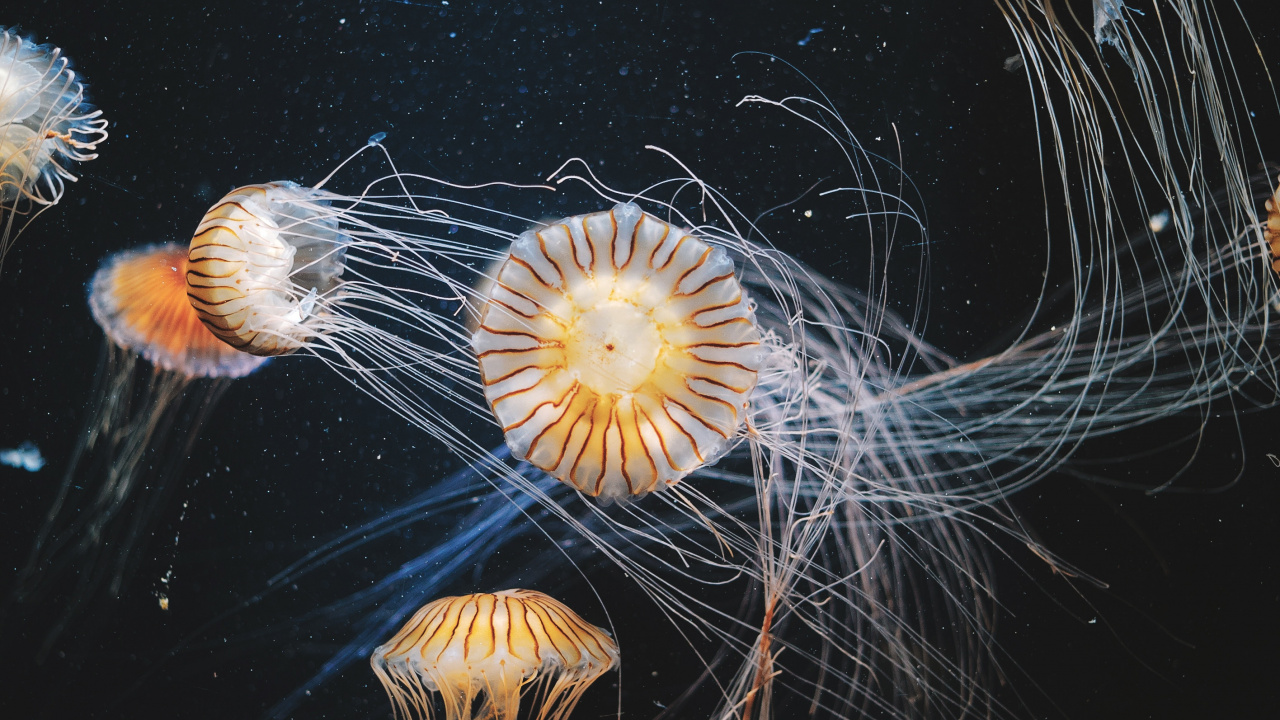 Обои Медуза, беспозвоночных, море, cnidaria, одуванчик в разрешении 1280x720