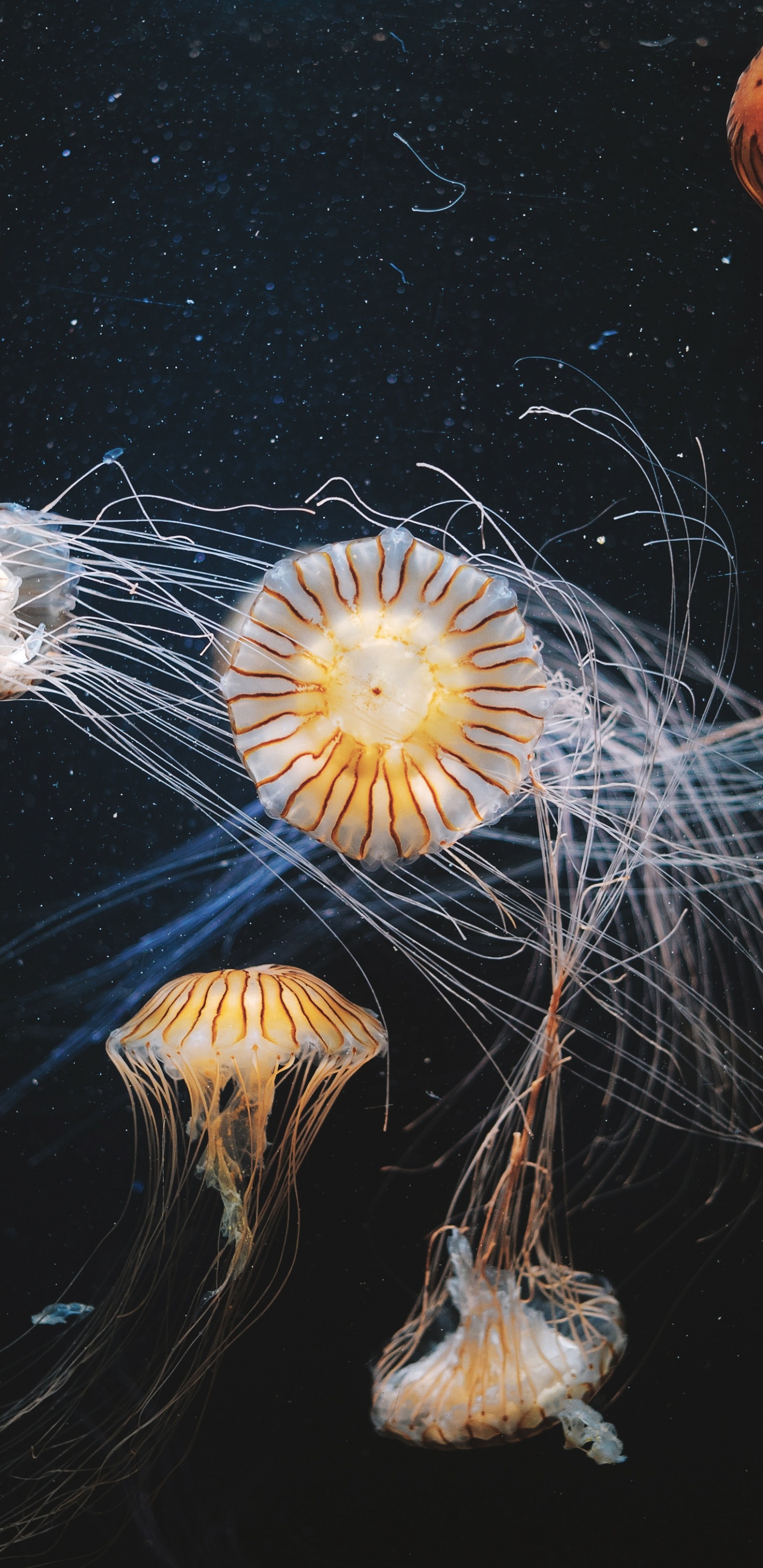 Обои Медуза, беспозвоночных, море, cnidaria, одуванчик в разрешении 1440x2960