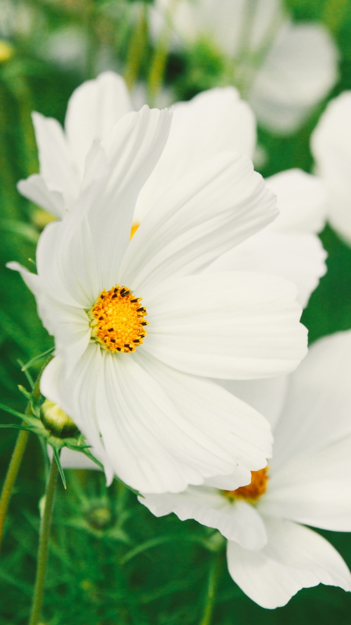 Обои цветок, цветковое растение, лепесток, белые, растение в разрешении 720x1280