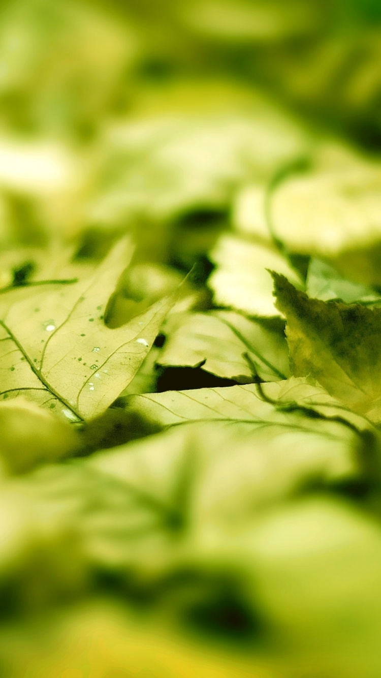 Обои зеленый, природа, листья, природы, зеленые в разрешении 750x1334