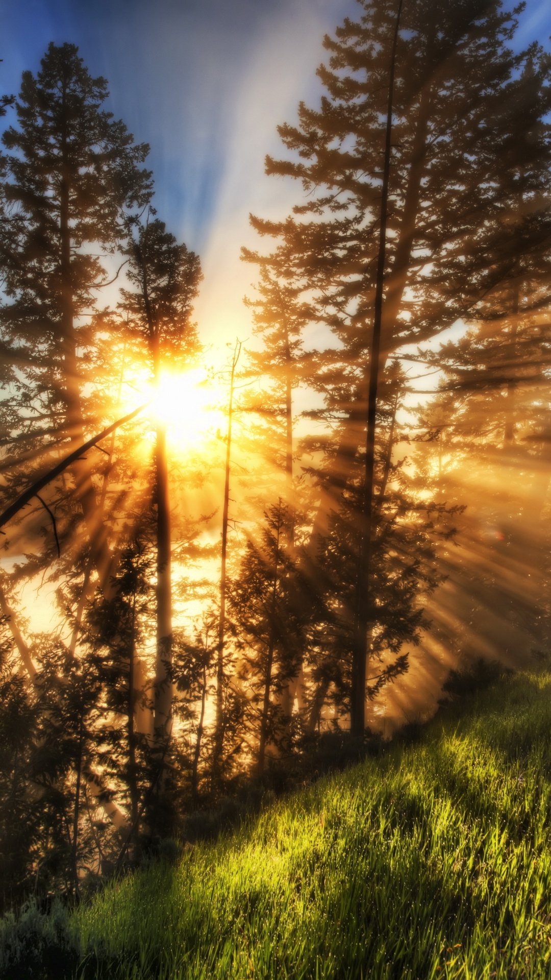 Обои природа, дерево, солнечный свет, утро, путь в разрешении 1080x1920