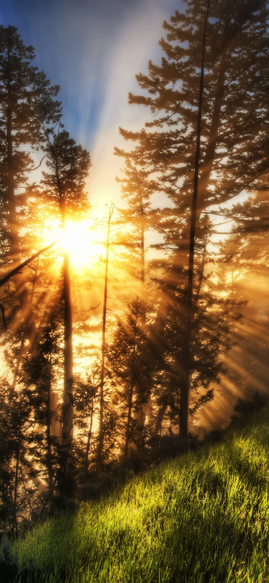 Обои природа, дерево, солнечный свет, утро, путь в разрешении 1125x2436