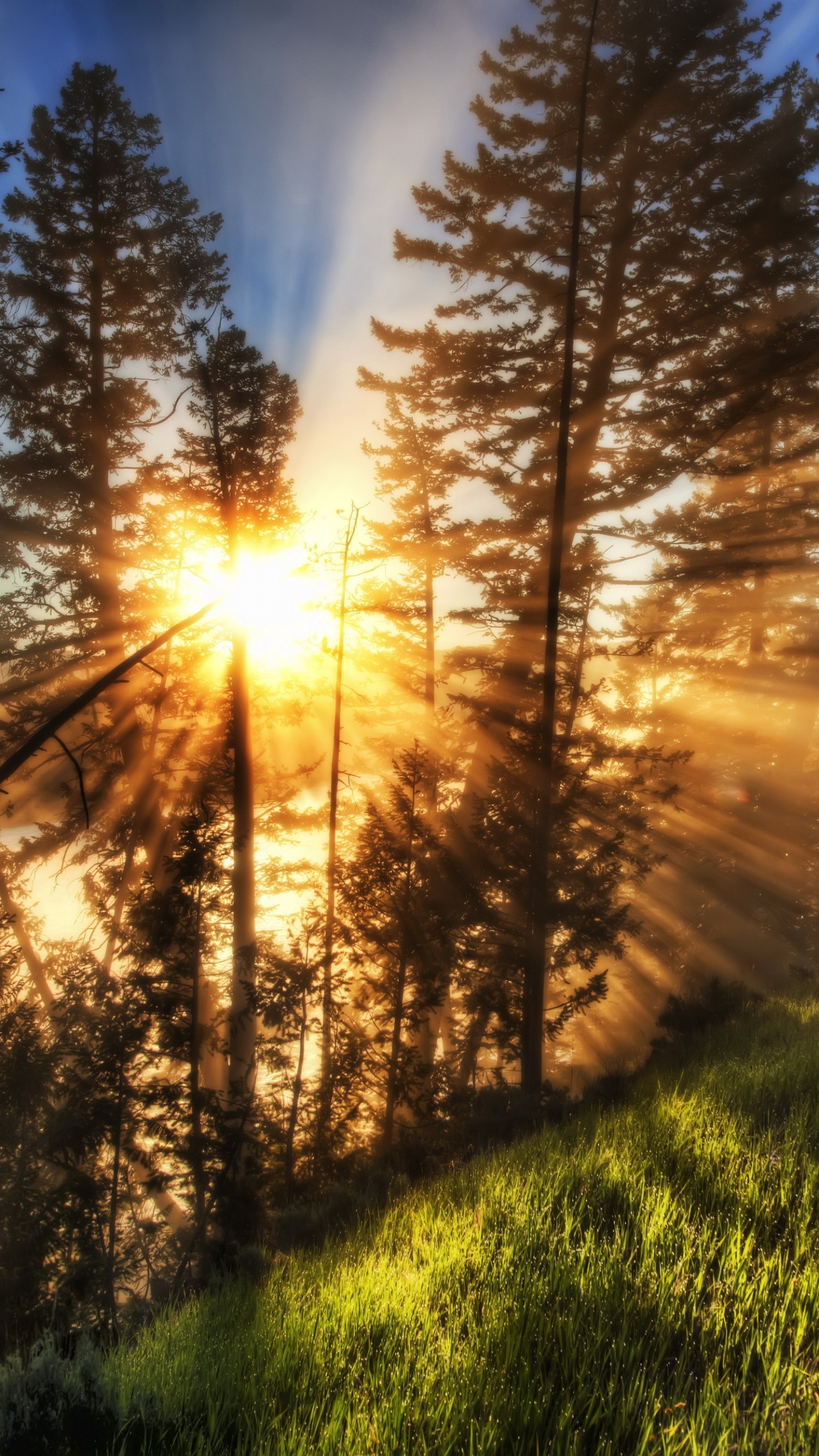 Обои природа, дерево, солнечный свет, утро, путь в разрешении 1440x2560