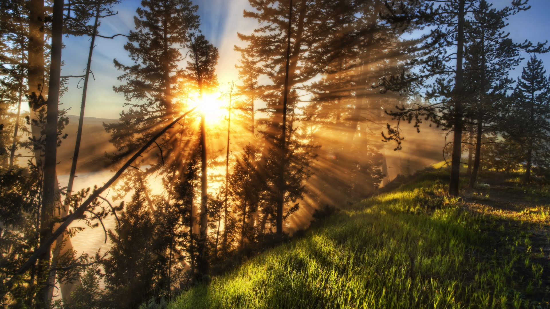 Обои природа, дерево, солнечный свет, утро, путь в разрешении 1920x1080