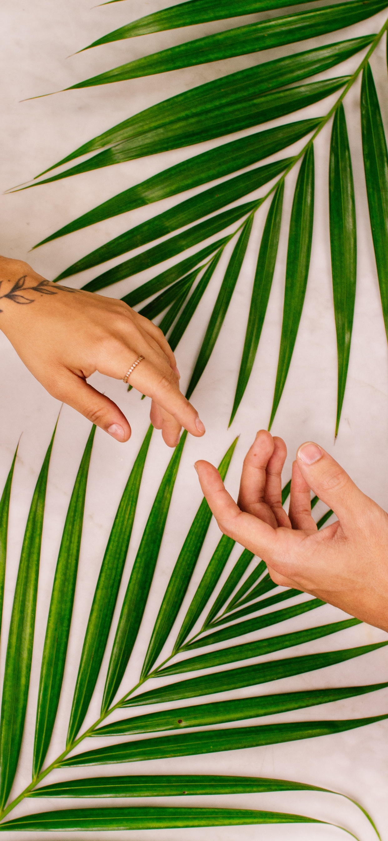 Обои рука, палец, человек, Пальмовых листьях рукопись, пальмовые рощи в разрешении 1242x2688