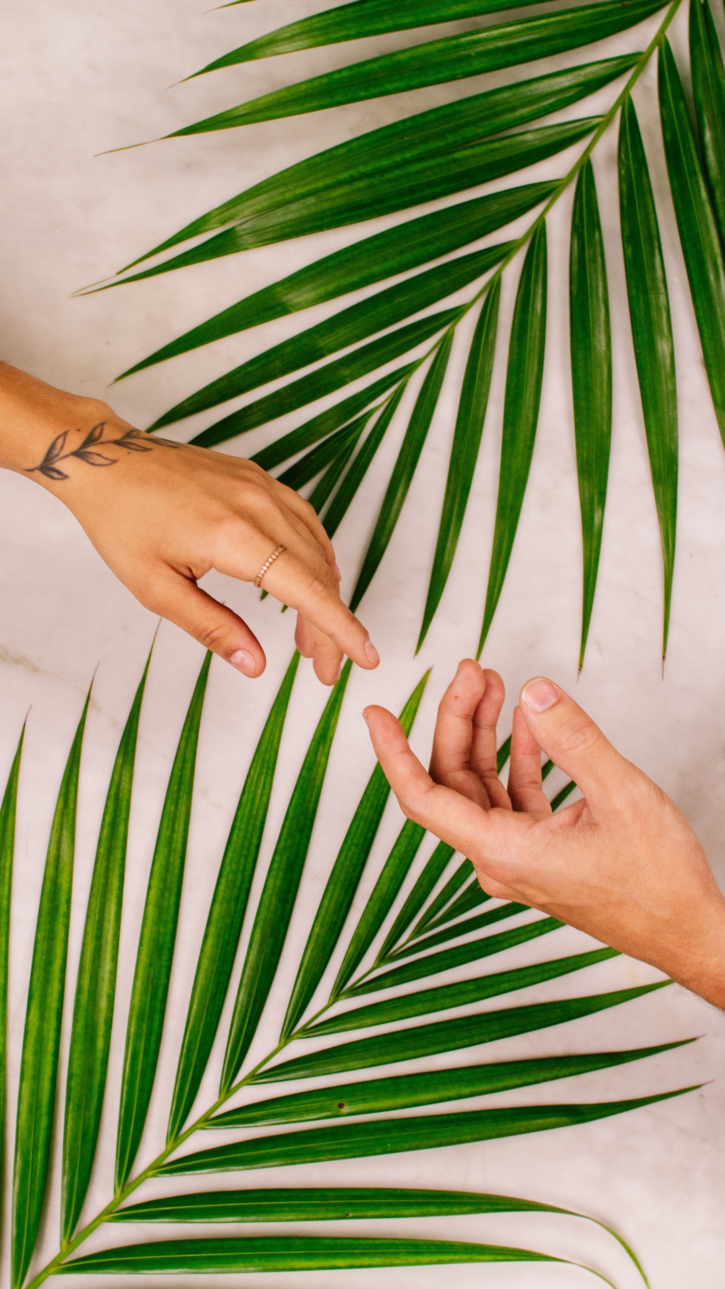 Обои рука, палец, человек, Пальмовых листьях рукопись, пальмовые рощи в разрешении 1440x2560