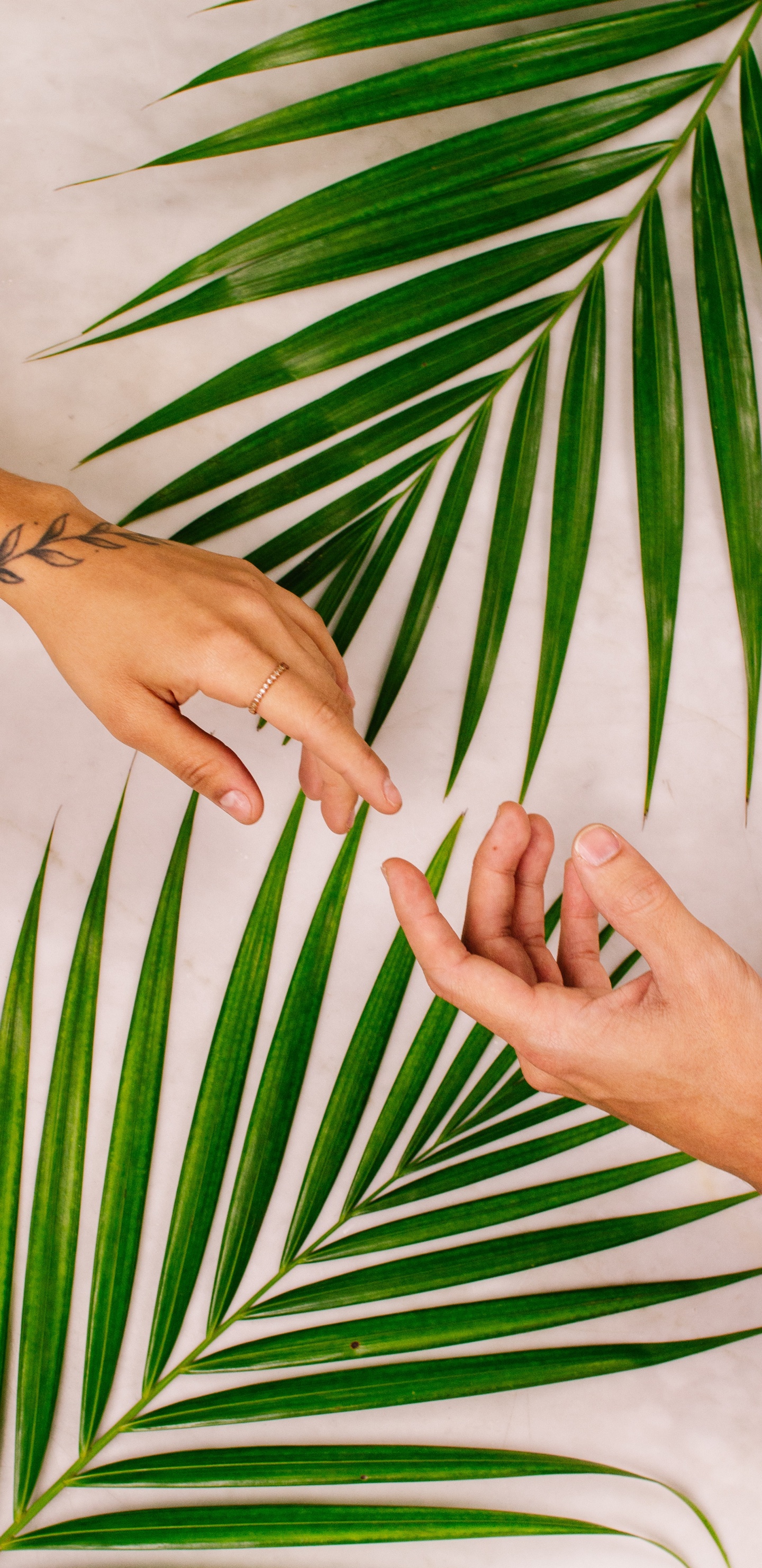 Обои рука, палец, человек, Пальмовых листьях рукопись, пальмовые рощи в разрешении 1440x2960