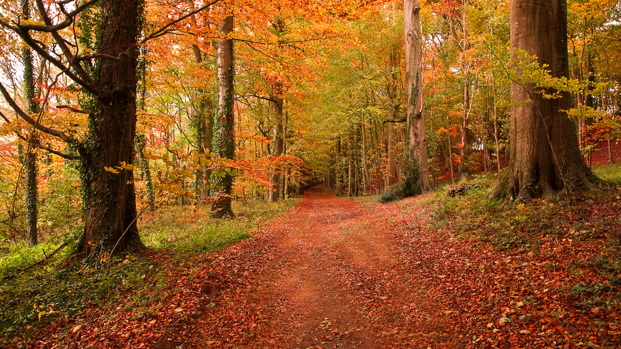 Обои природа, лес, лесистая местность, листопадные, осень в разрешении 1280x720