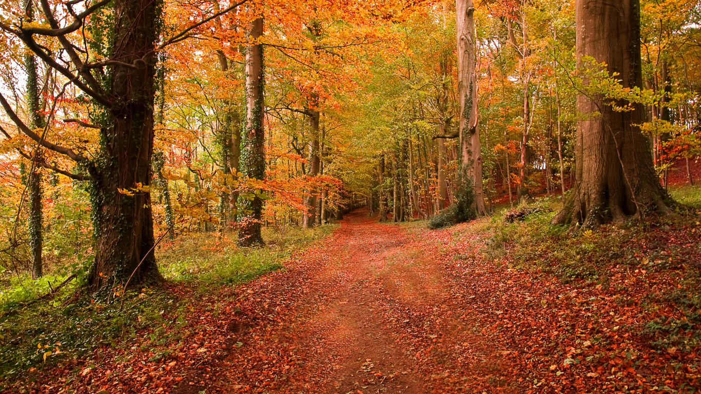 Обои природа, лес, лесистая местность, листопадные, осень в разрешении 1366x768