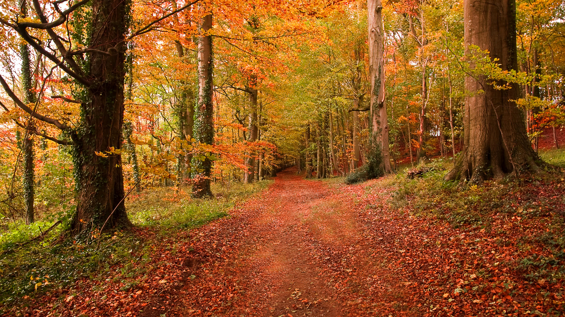 Обои природа, лес, лесистая местность, листопадные, осень в разрешении 1920x1080