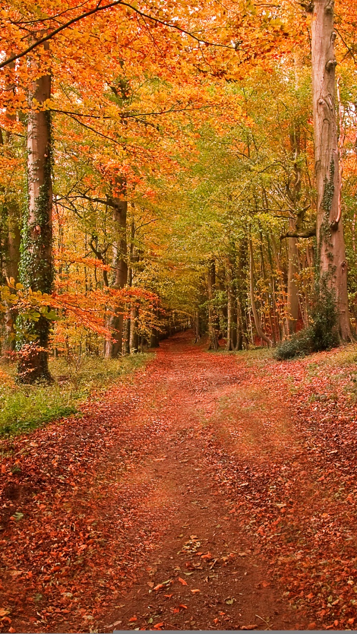Обои природа, лес, лесистая местность, листопадные, осень в разрешении 720x1280