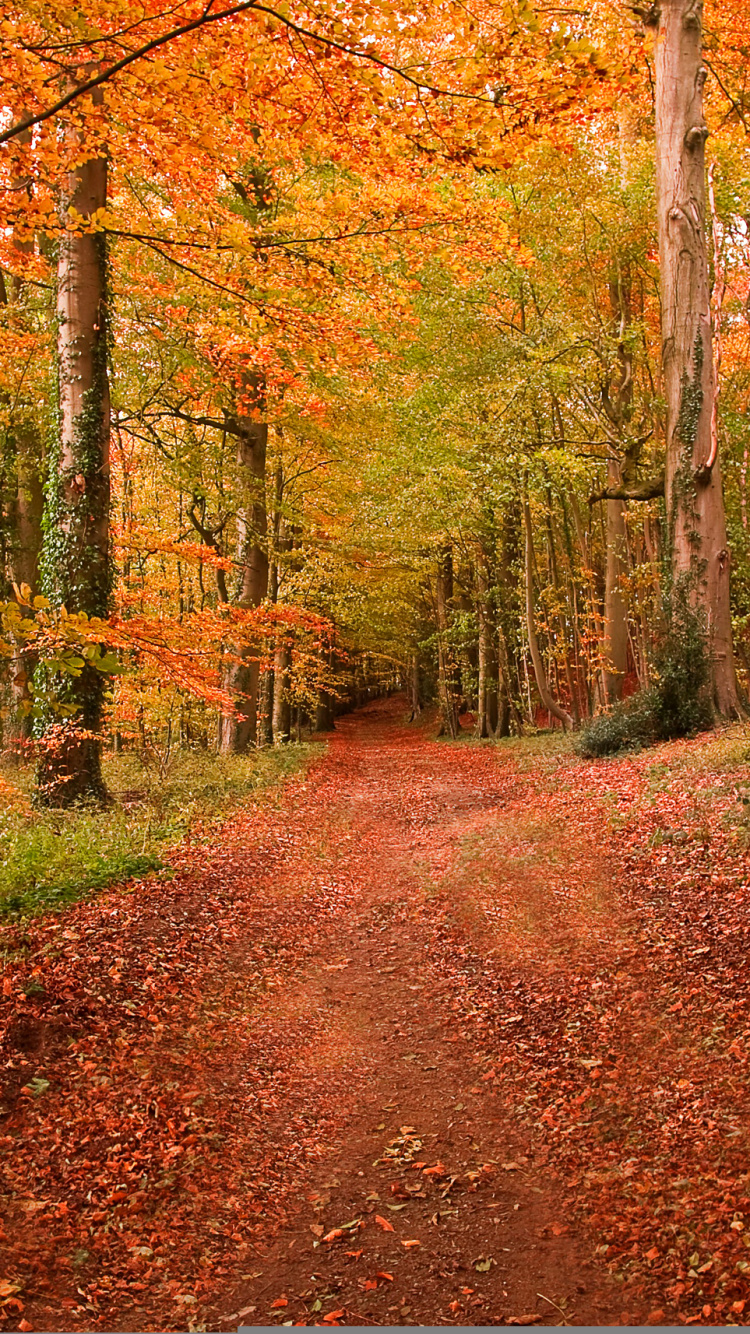 Обои природа, лес, лесистая местность, листопадные, осень в разрешении 750x1334