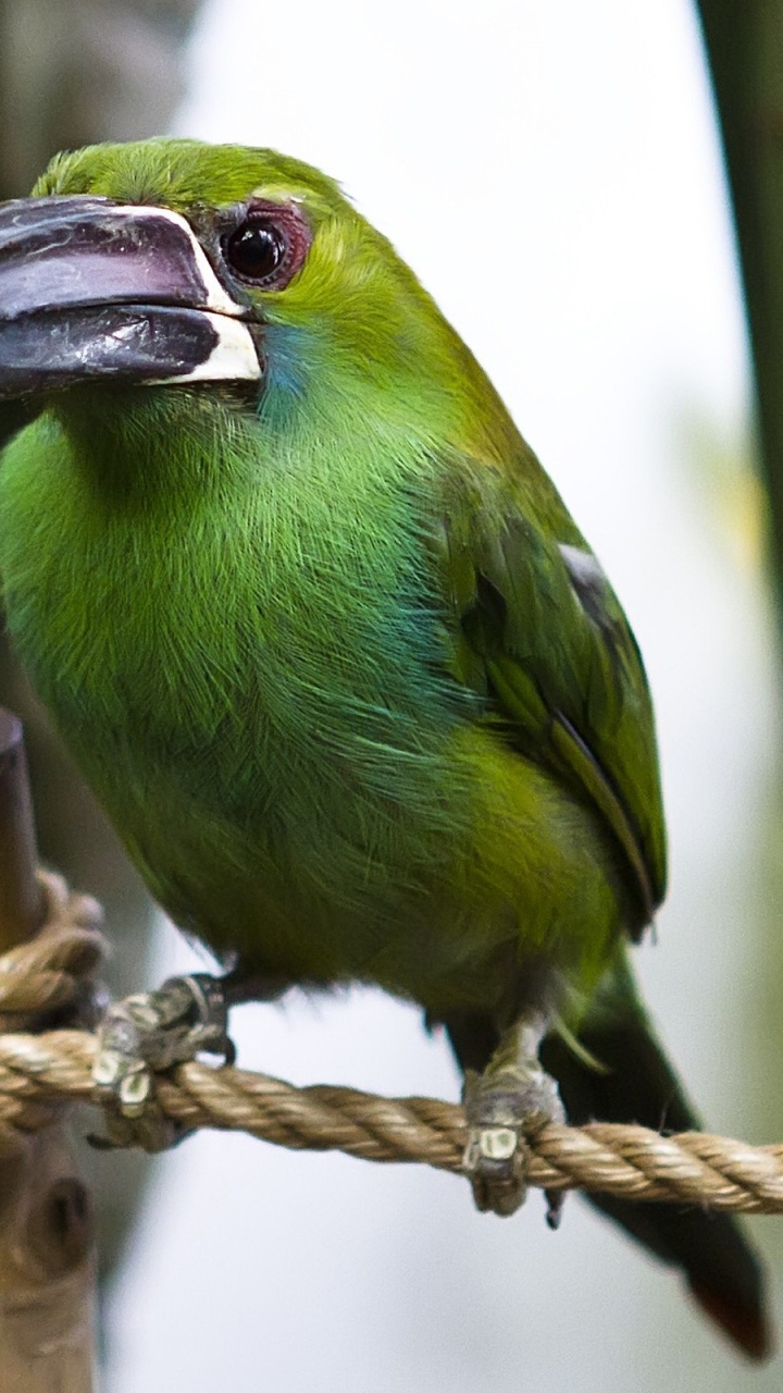 Обои птица, клюв, живая природа, фауна, перья в разрешении 720x1280