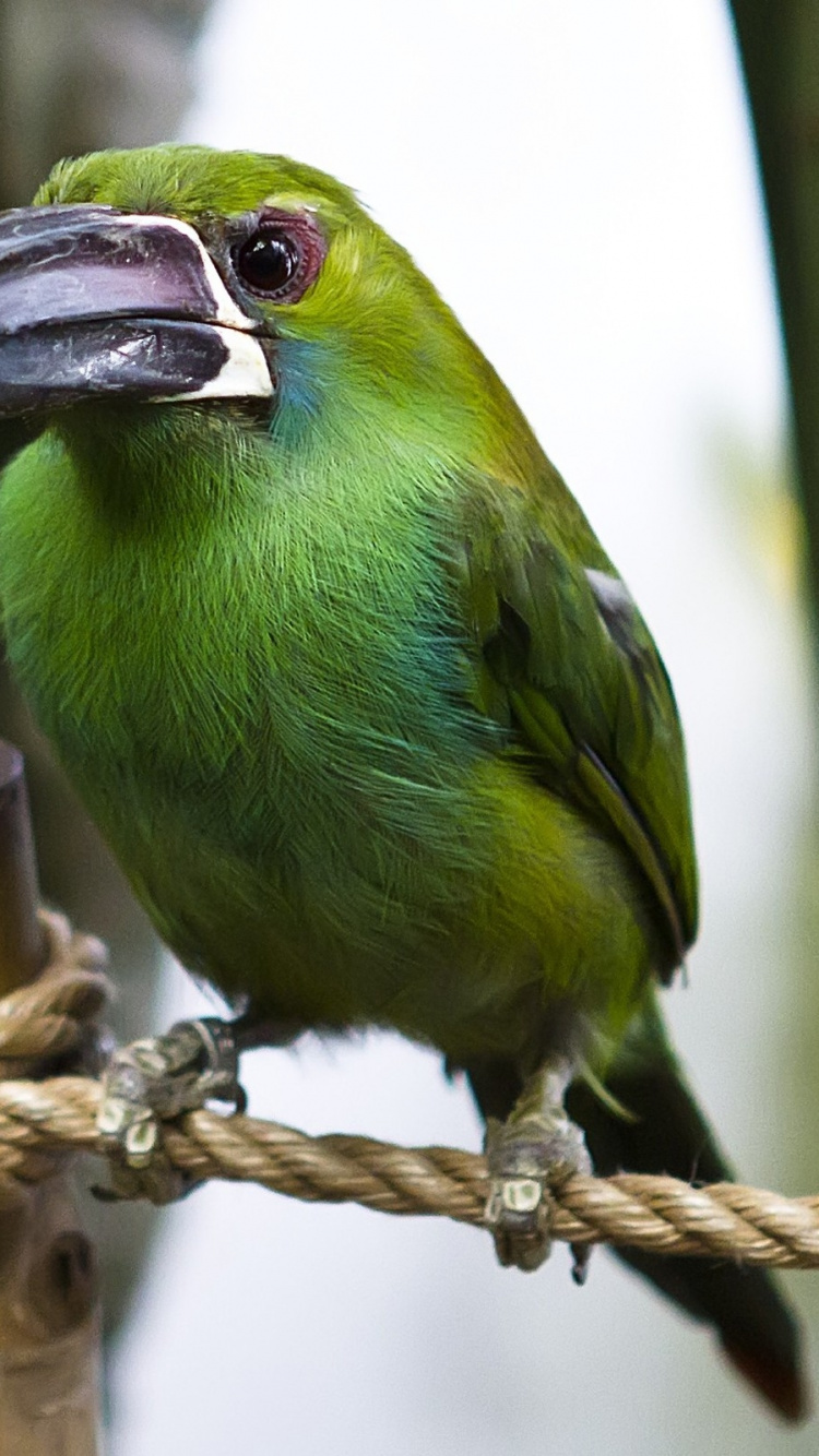 Обои птица, клюв, живая природа, фауна, перья в разрешении 750x1334