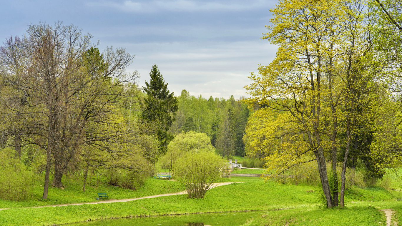 Обои природа, дерево, природный заповедник, экосистема, Государственный Музей-Заповедник в разрешении 1366x768