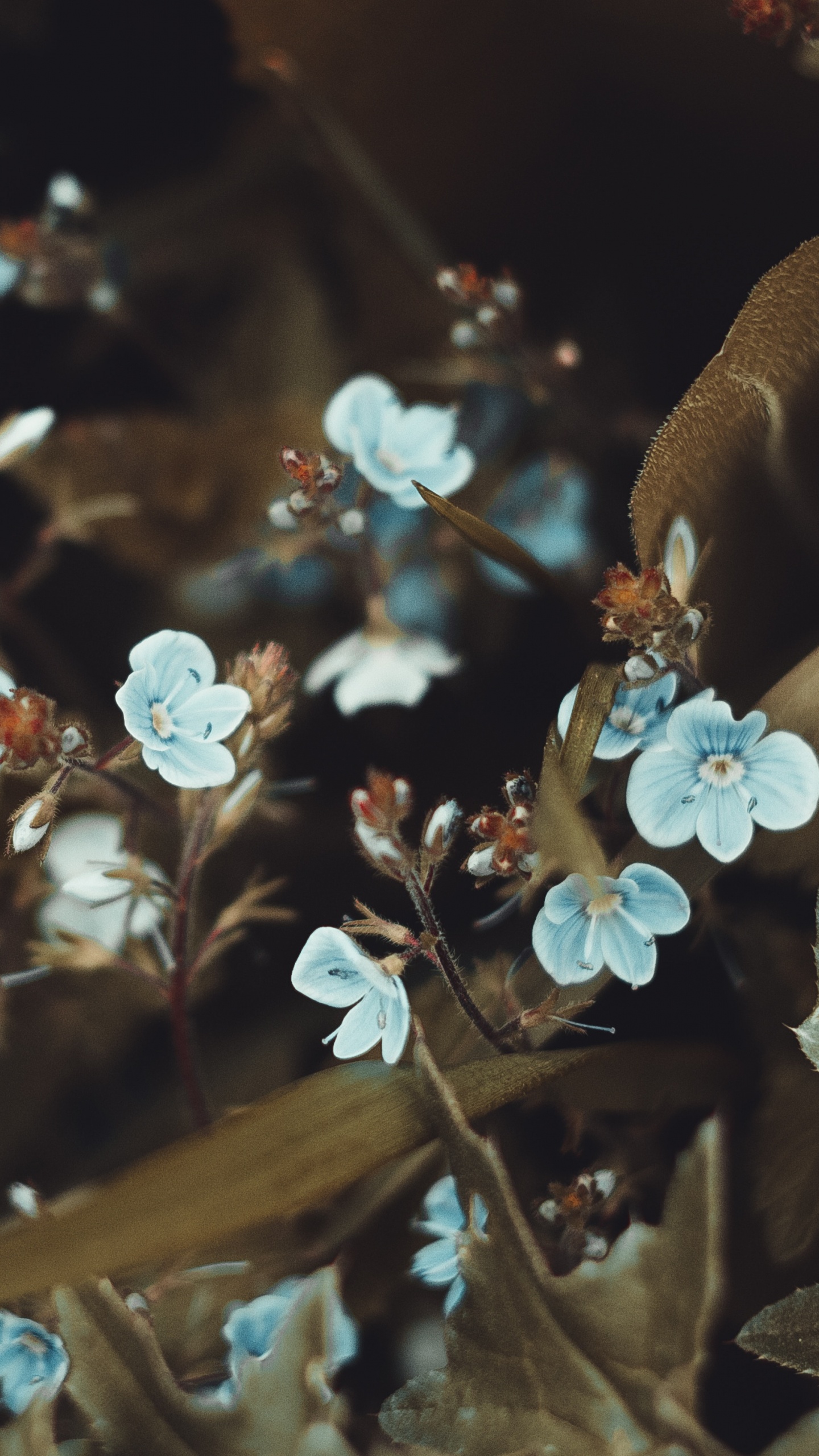 Обои смартфон, цветок, лист, весна, растение в разрешении 1440x2560