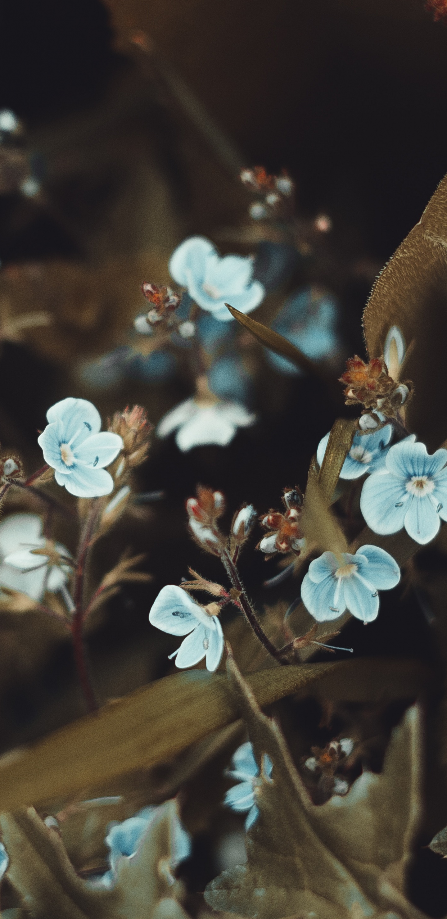 Обои смартфон, цветок, лист, весна, растение в разрешении 1440x2960