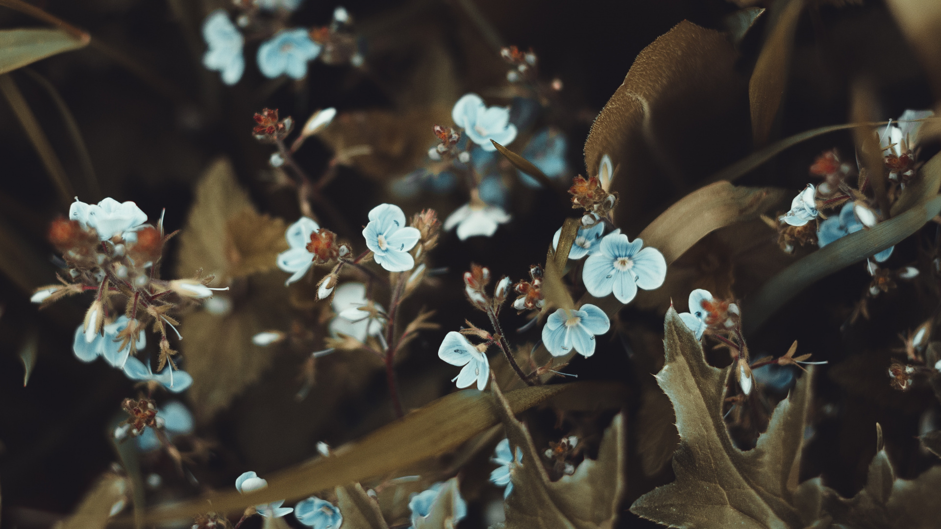 Обои смартфон, цветок, лист, весна, растение в разрешении 1920x1080