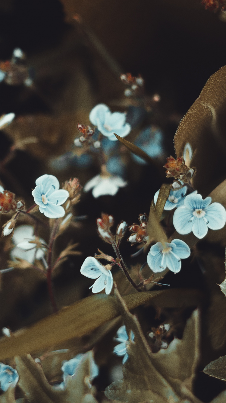 Обои смартфон, цветок, лист, весна, растение в разрешении 750x1334