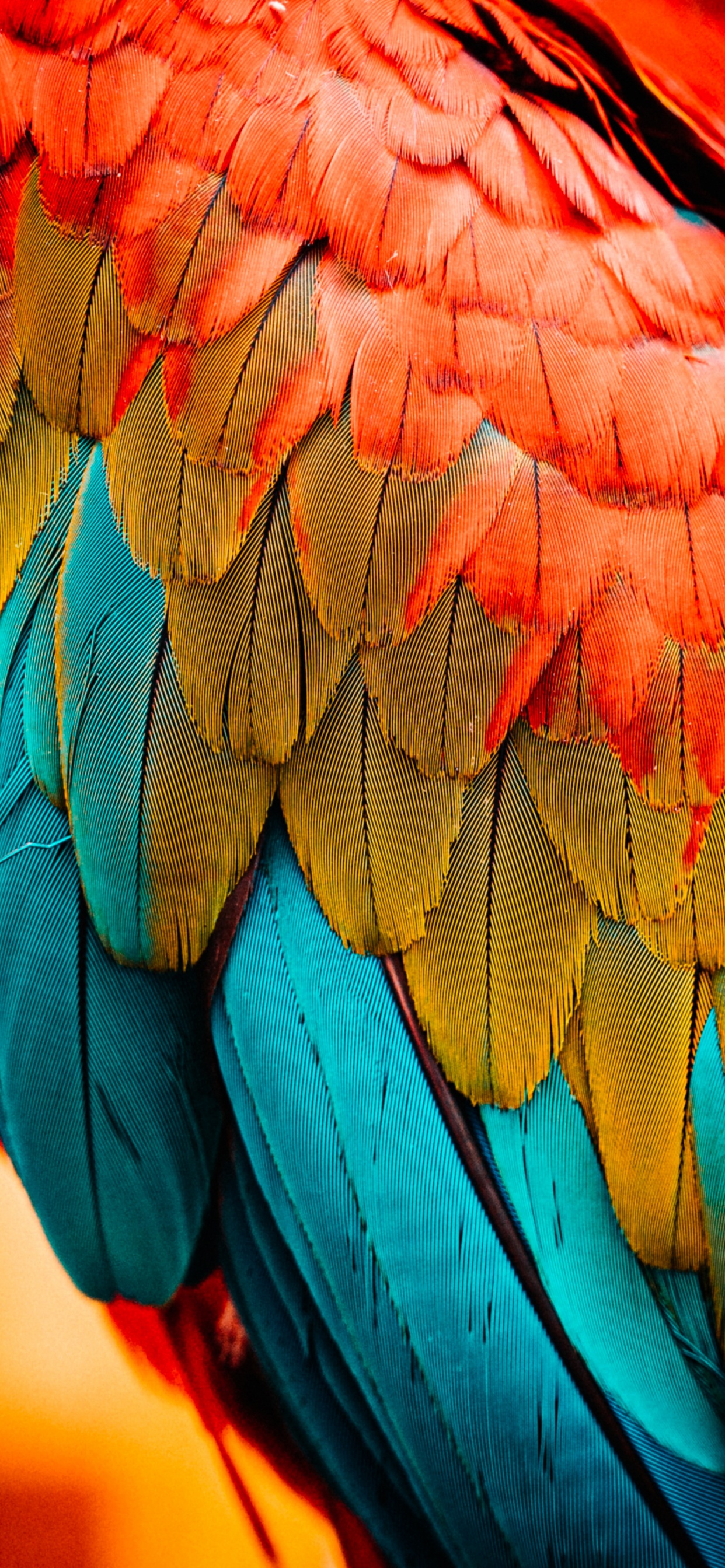 Обои Скарлет Ара, белоголовый Орлан, Ара, красный и зеленый Ара, Оранжевый цвет в разрешении 1242x2688