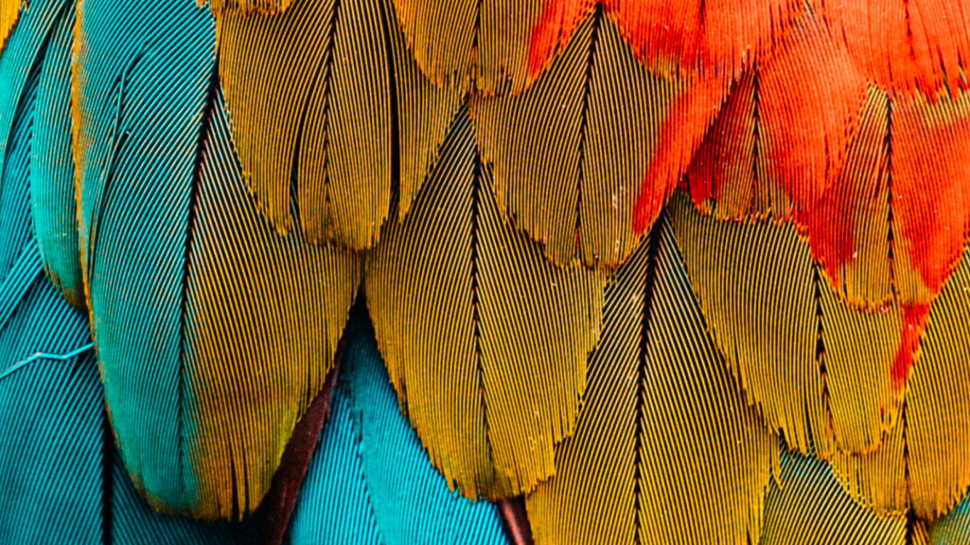 Обои Скарлет Ара, белоголовый Орлан, Ара, красный и зеленый Ара, Оранжевый цвет в разрешении 1366x768