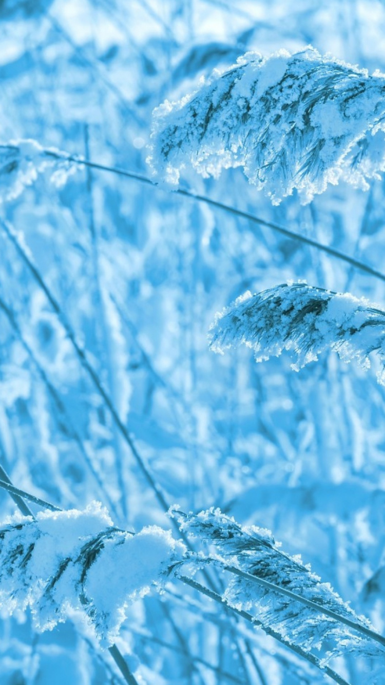 Обои зима, синий, семейство травы, вода, синий цвет в разрешении 750x1334
