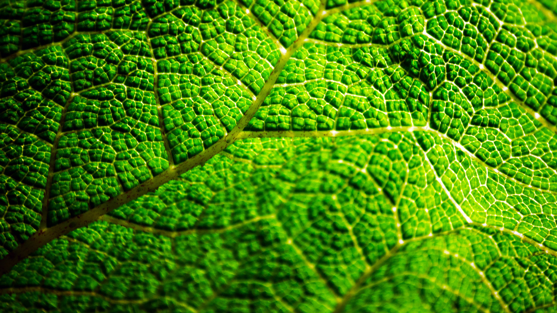 Обои лист, зеленый, растение, экология, влага в разрешении 1920x1080