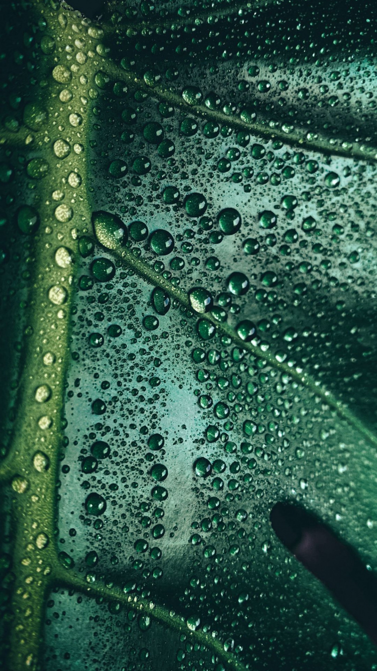 Обои подземные воды, вода, гидроресурсы, биология, наука в разрешении 750x1334