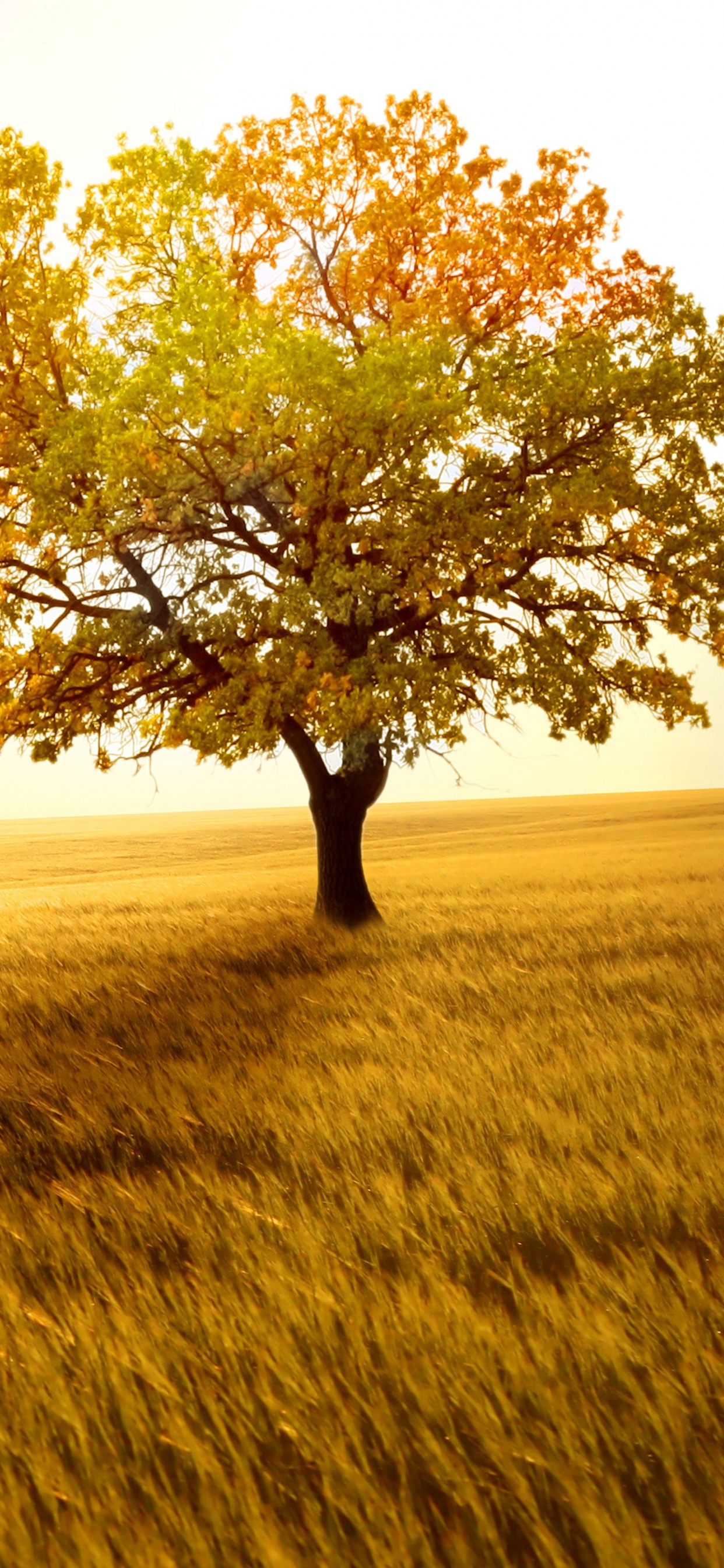 Обои поле, сенокосное угодье, утро, солнечный свет, Саванна в разрешении 1242x2688