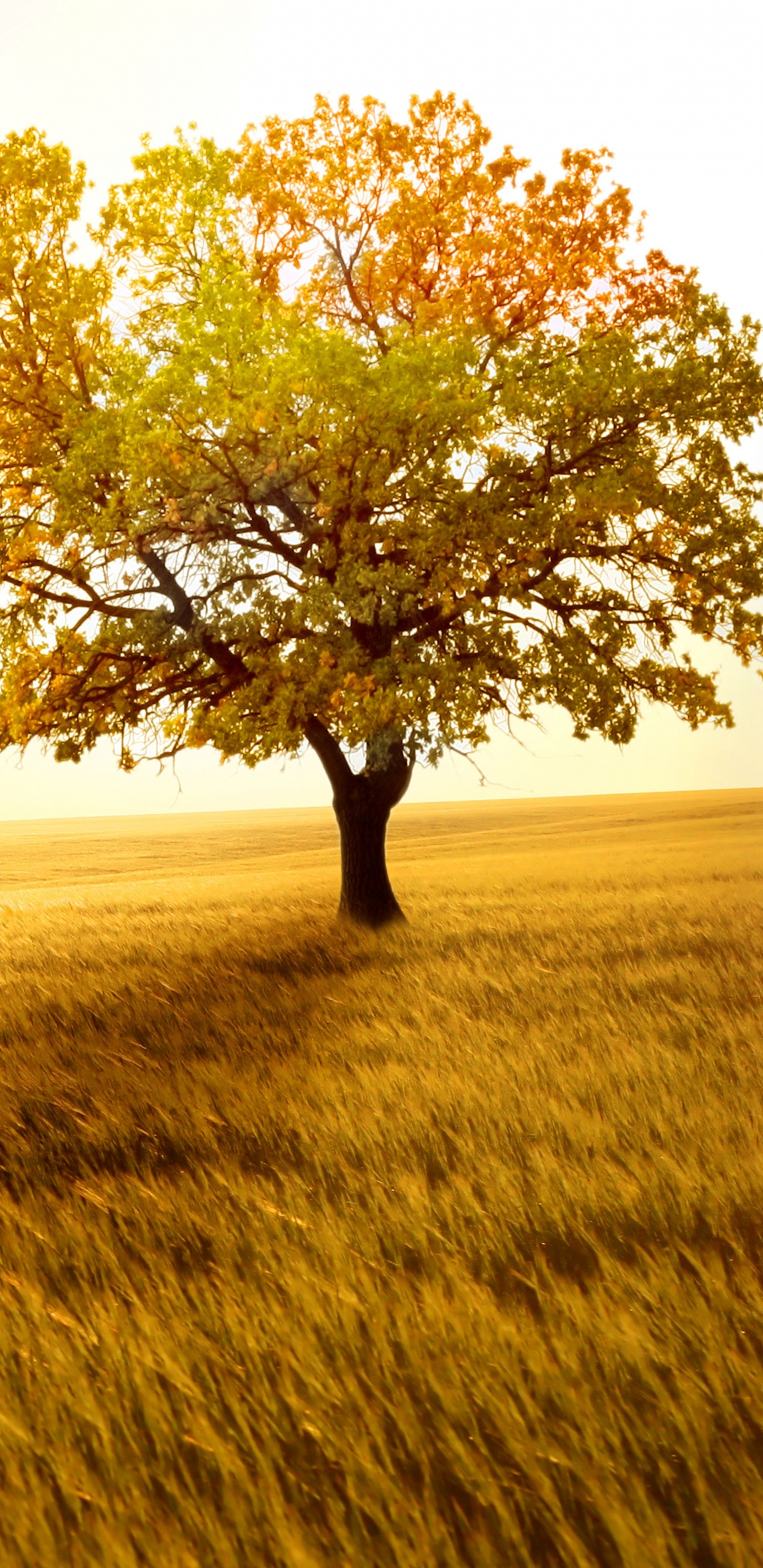 Обои поле, сенокосное угодье, утро, солнечный свет, Саванна в разрешении 1440x2960