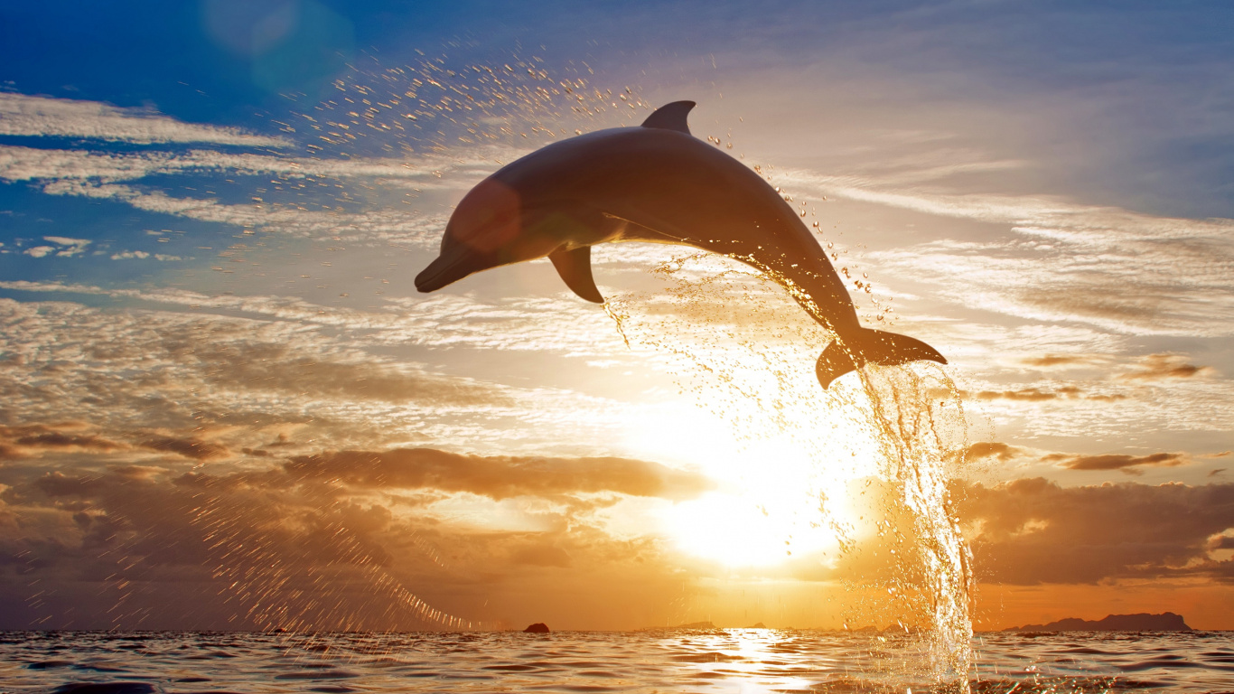 Обои Дельфин, скачок, афалина, китообразных, вода в разрешении 1366x768
