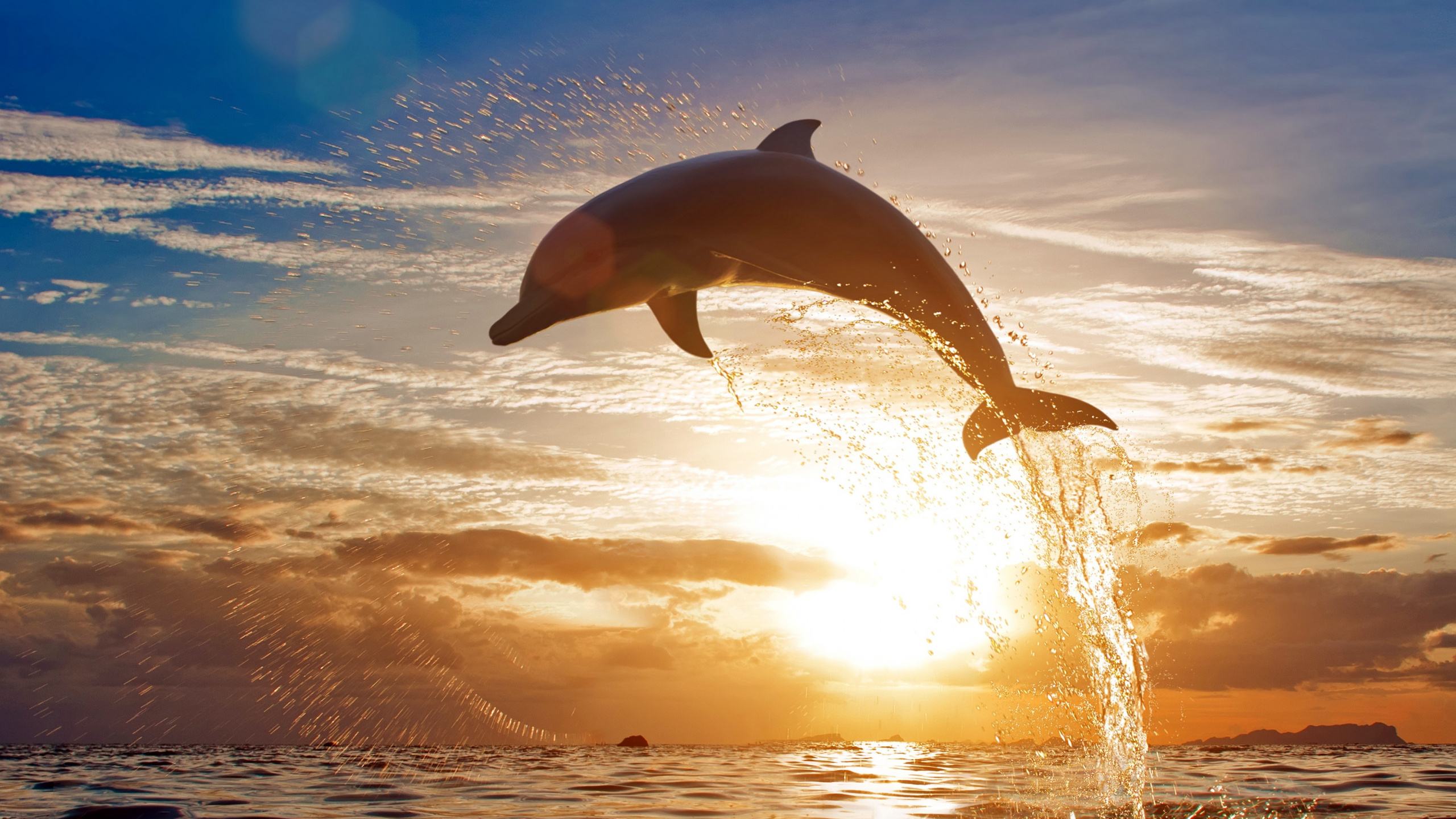 Обои Дельфин, скачок, афалина, китообразных, вода в разрешении 2560x1440