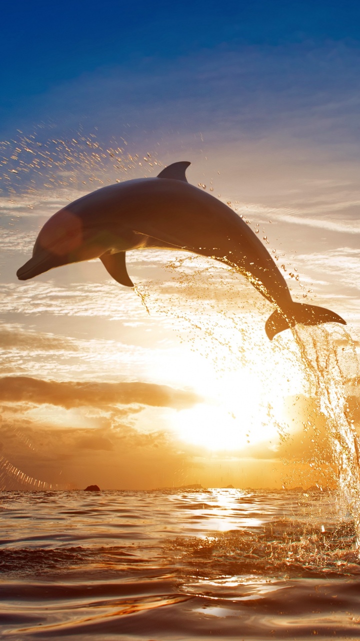 Обои Дельфин, скачок, афалина, китообразных, вода в разрешении 720x1280