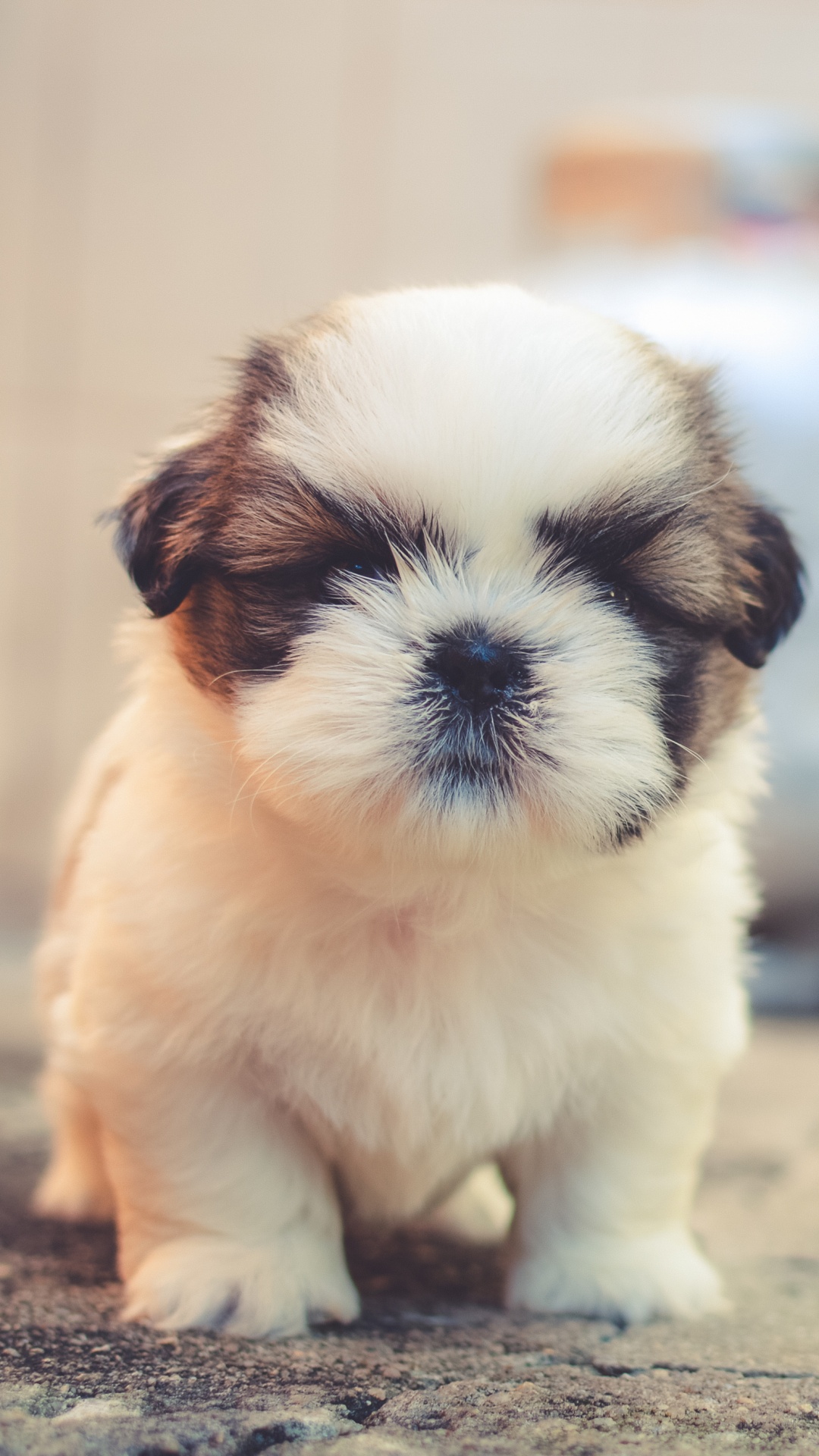 Обои щенок, собака породы, пес, Псовые, ши тцу в разрешении 1080x1920