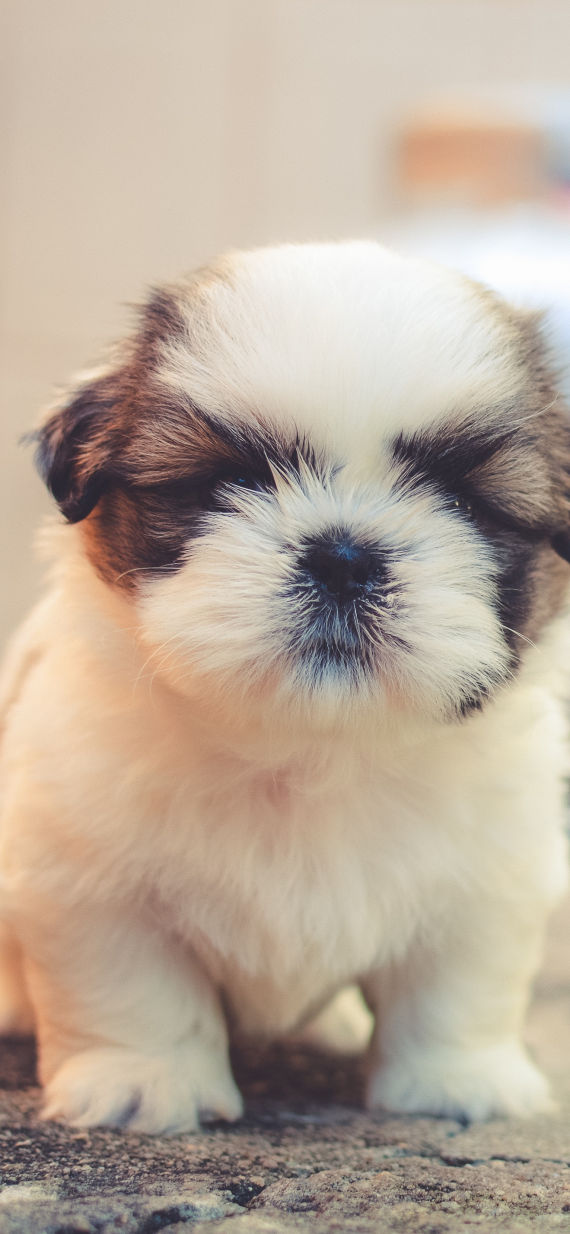 Обои щенок, собака породы, пес, Псовые, ши тцу в разрешении 1125x2436