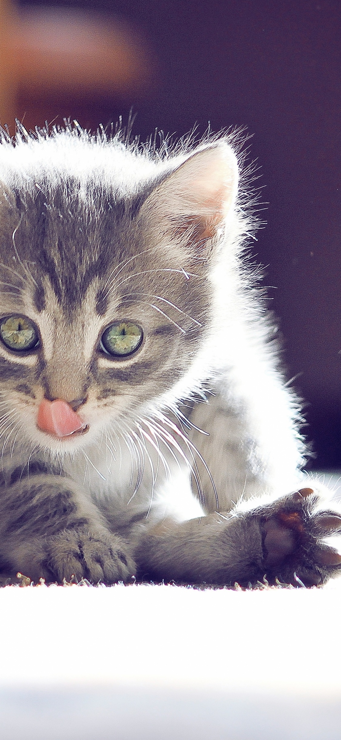 Обои котенок, кошки, милый кот в разрешении 1125x2436