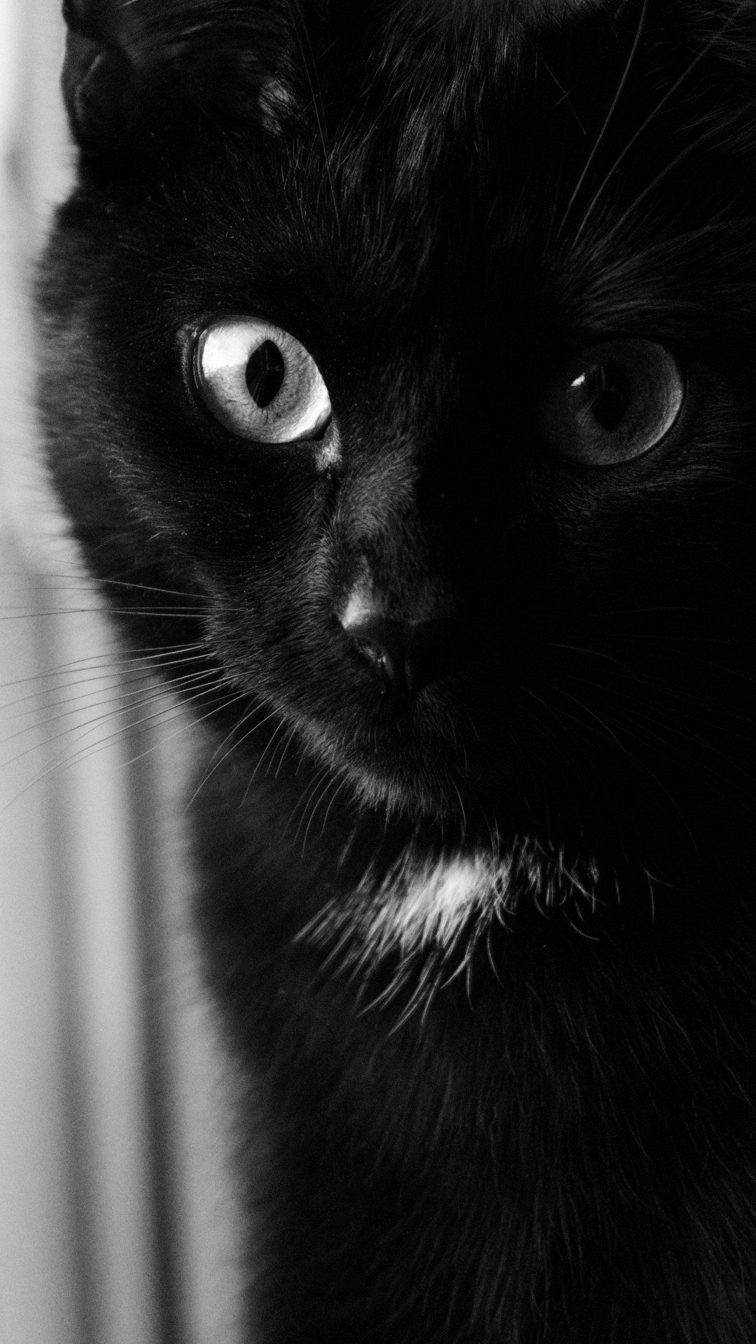 Обои кот, черная кошка, морда, кошачьих, черный в разрешении 1080x1920