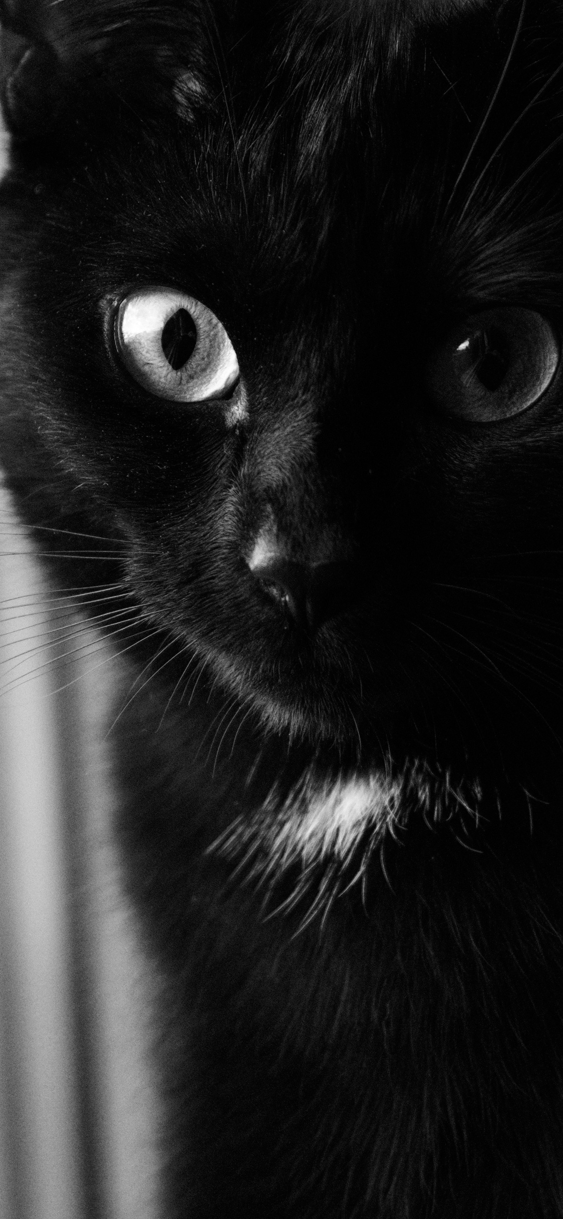 Обои кот, черная кошка, морда, кошачьих, черный в разрешении 1125x2436