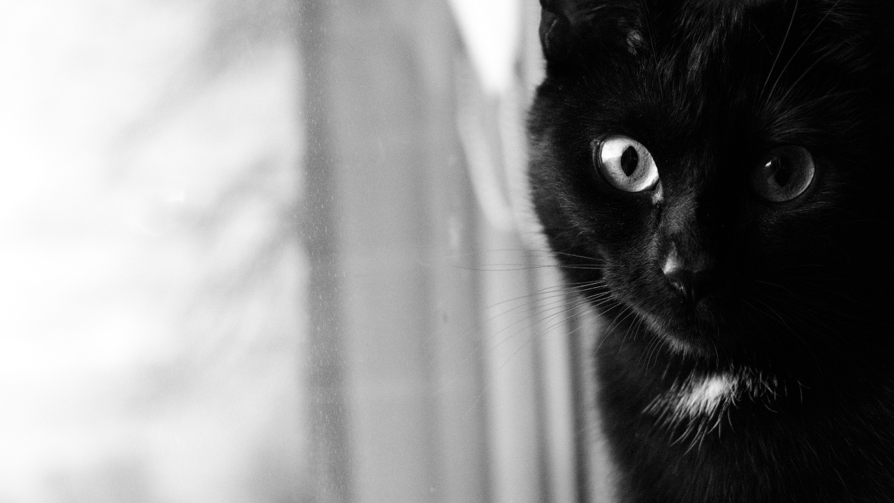 Обои кот, черная кошка, морда, кошачьих, черный в разрешении 1280x720