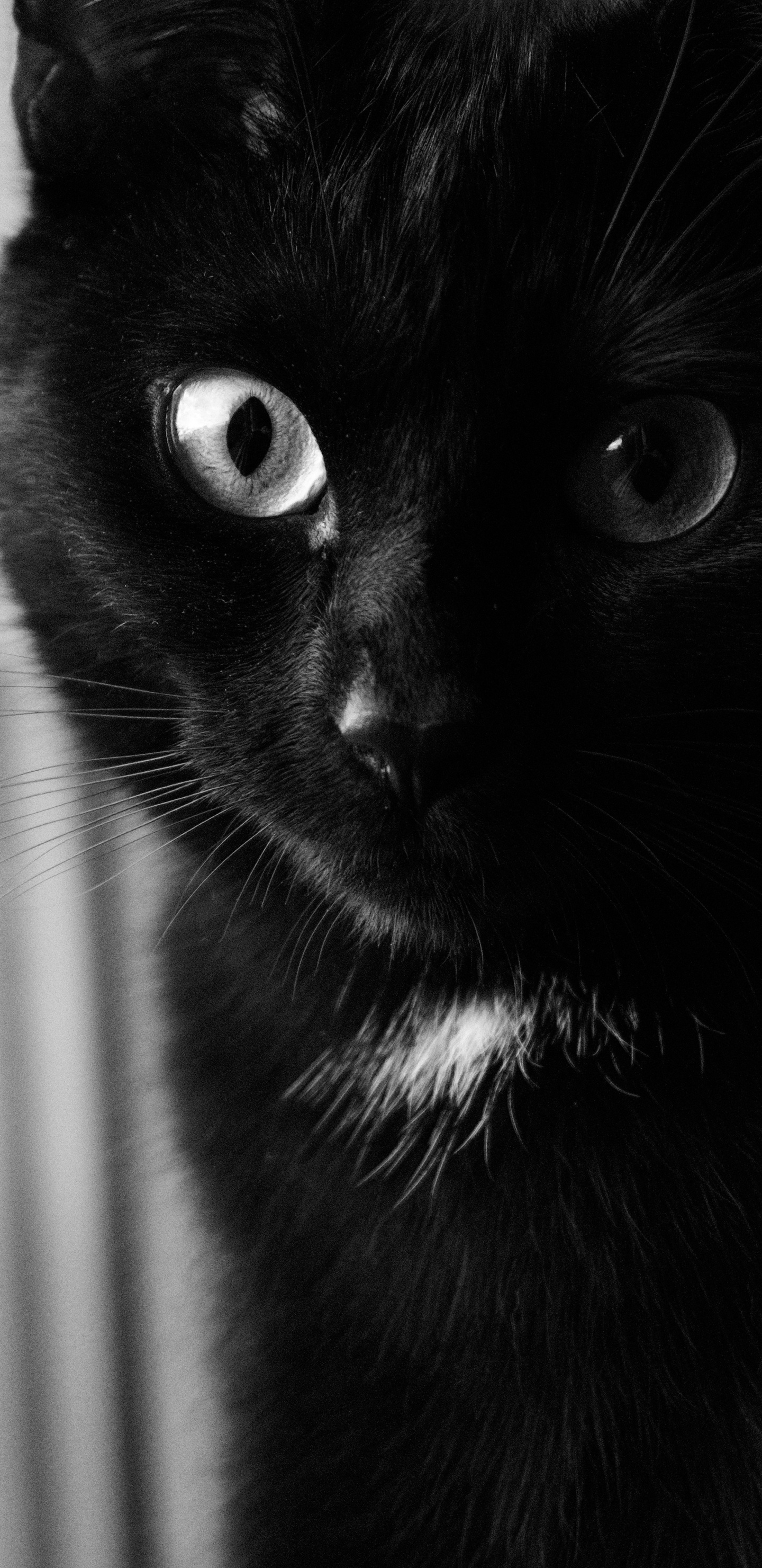 Обои кот, черная кошка, морда, кошачьих, черный в разрешении 1440x2960